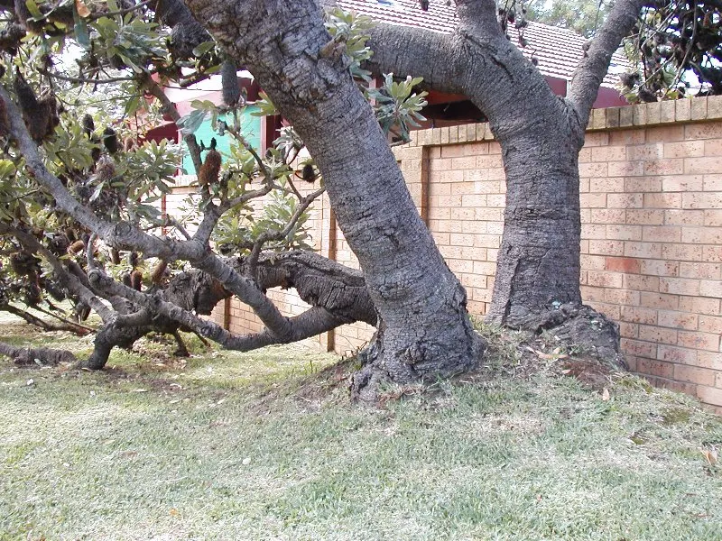 Banksia (Banksia Cvs.) — thriving in well-drained soils and full sun; belonging to the genus named after the famous botanist Sir Joseph Banks, image 55