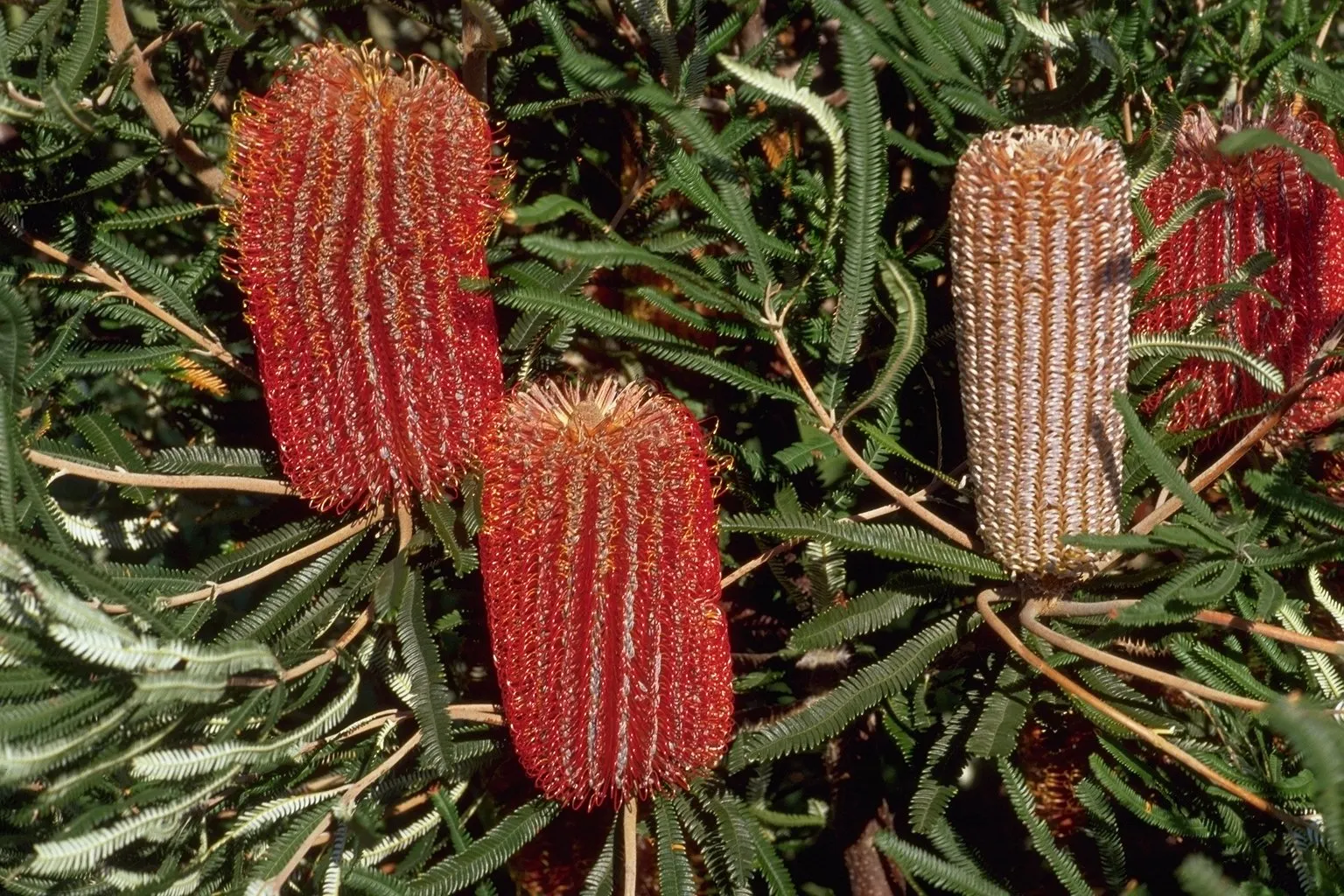 Banksia (Banksia Cvs.) — Banksias (Banksia cvs.) are striking Australian natives, part of the Proteaceae family; these resilient plants vary in, image 51