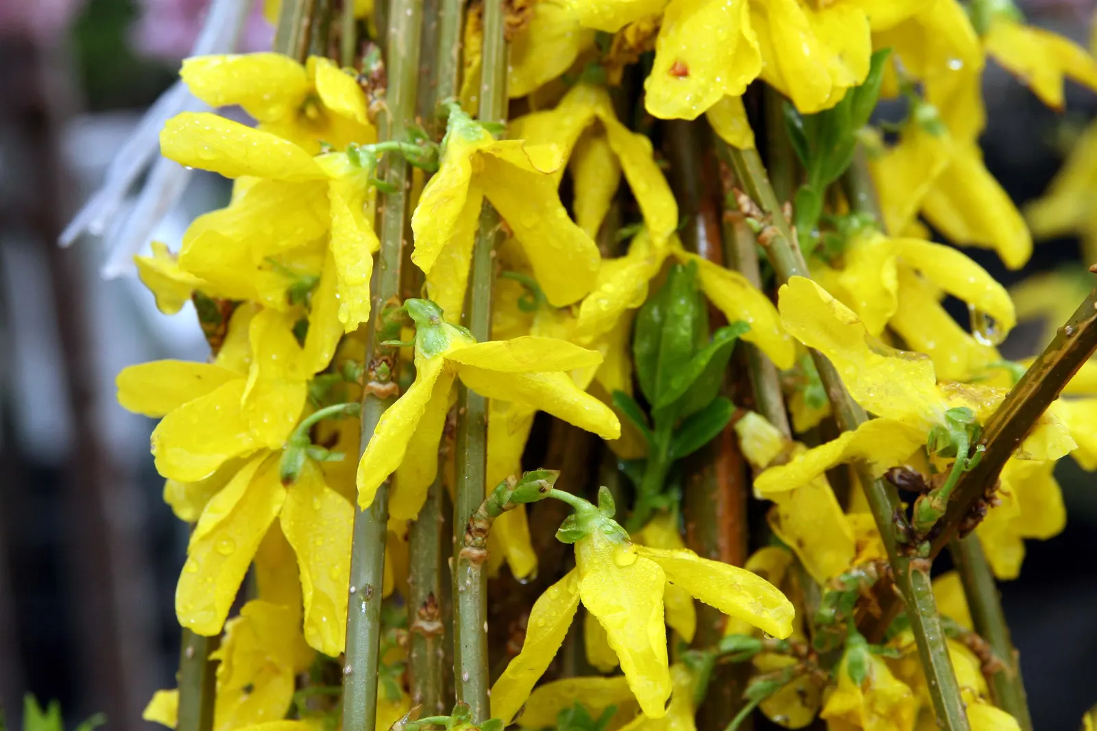 Forsythia (Forsythia x intermedia) — Plant in full sun to part sun, in average, well-drained soil with moderate moisture