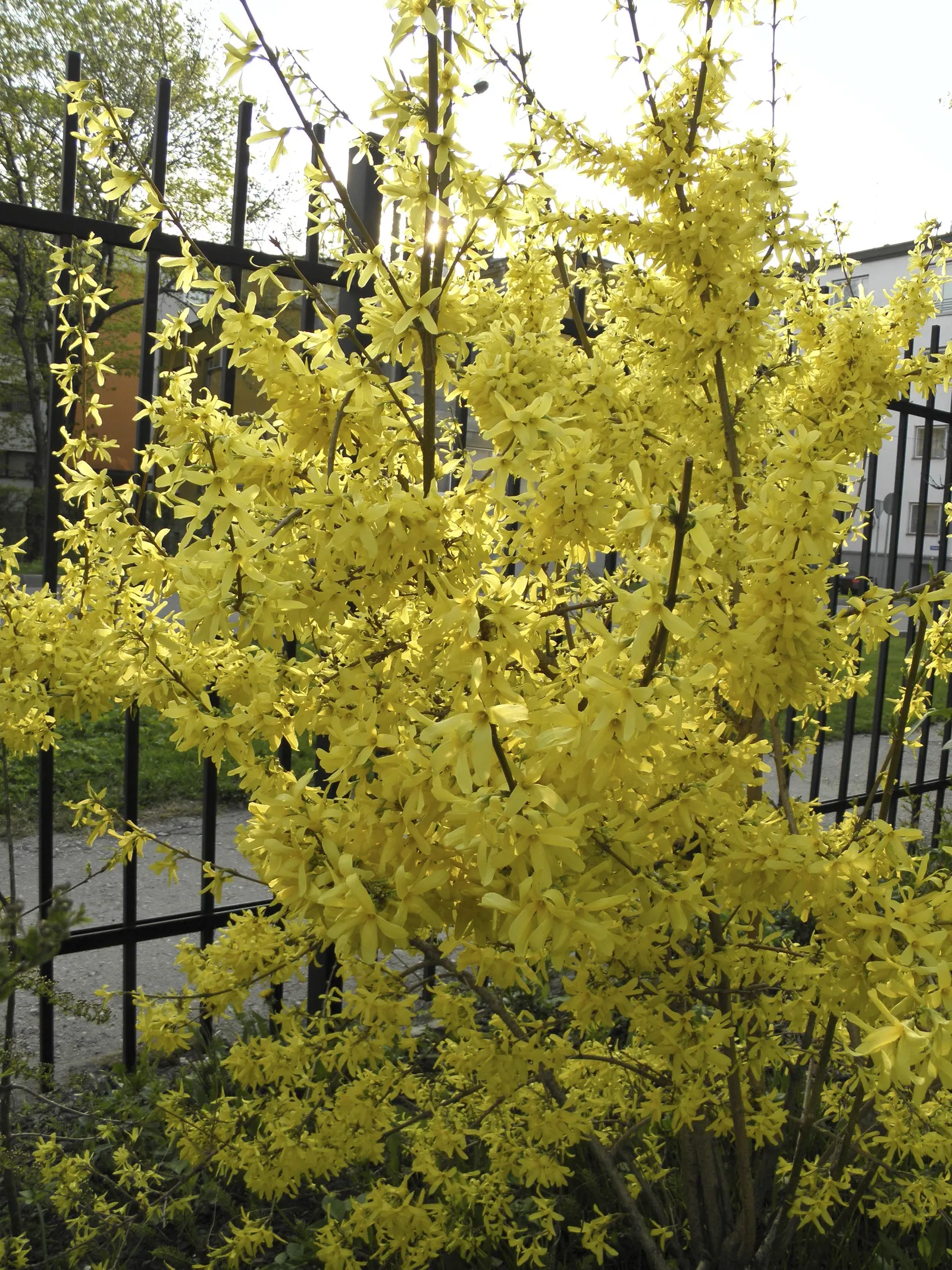 Forsythia (Forsythia x intermedia) — It matures about 5-6 feet tall and wide with a tidy, manageable habit