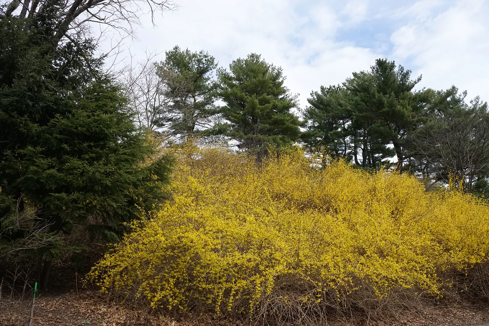 Forsythia (Forsythia x intermedia) — Deer resistant and useful for borders, hedges, and cut stems