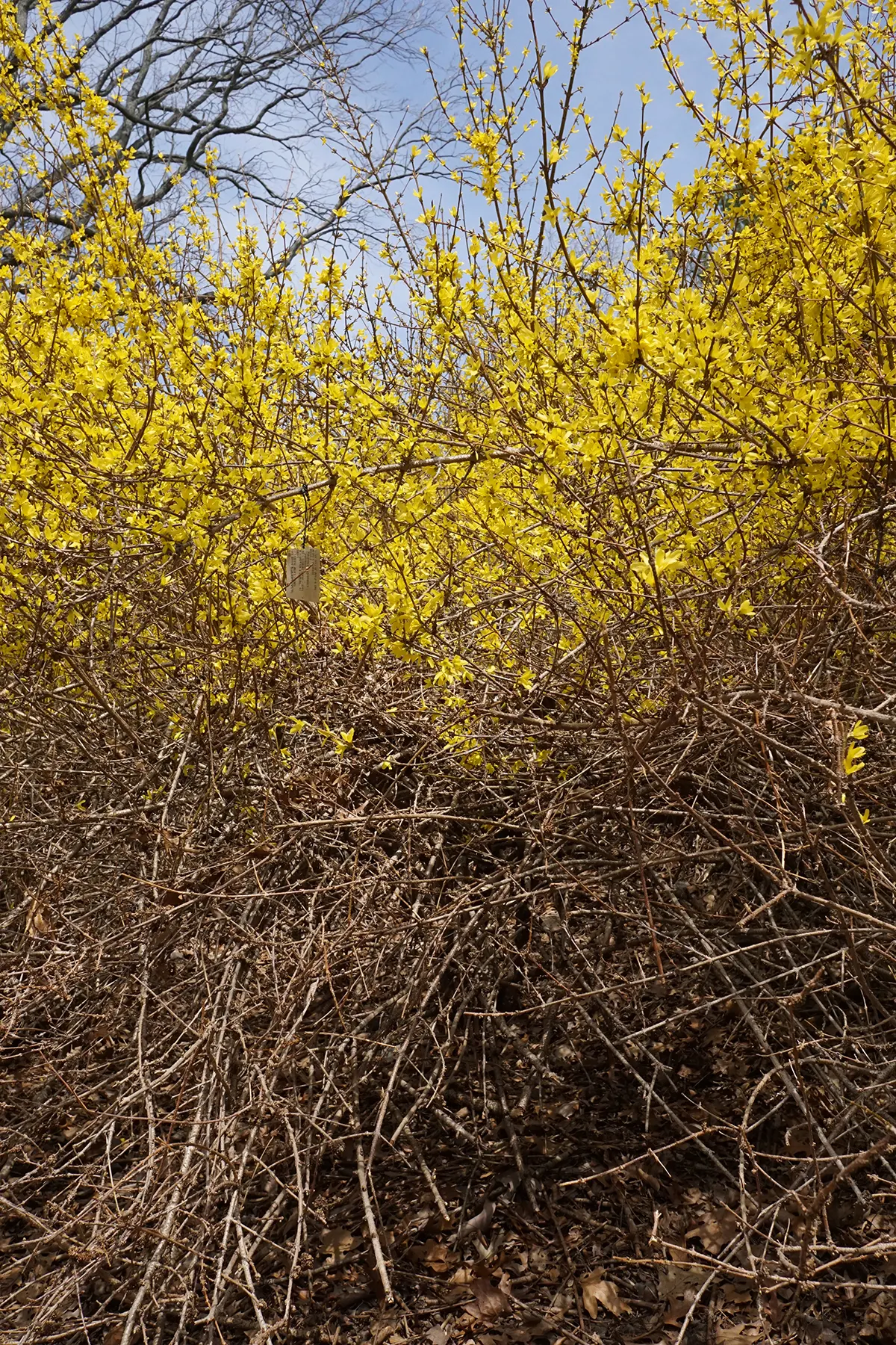 Forsythia (Forsythia x intermedia) — commonly referred to as Forsythia