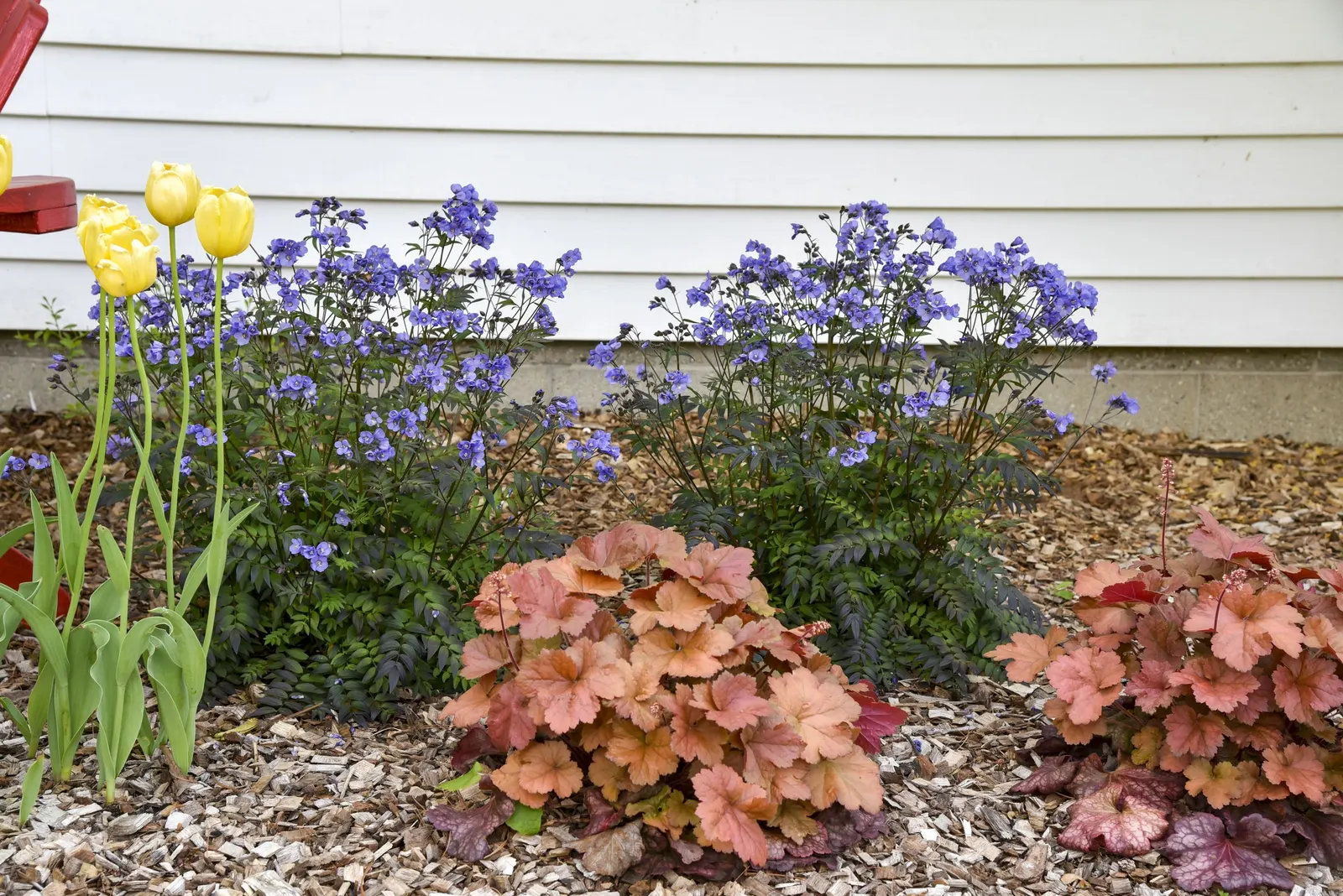 'Heaven Scent' Jacob's Ladder (Polemonium hybrid) — and other shade-edge perennials