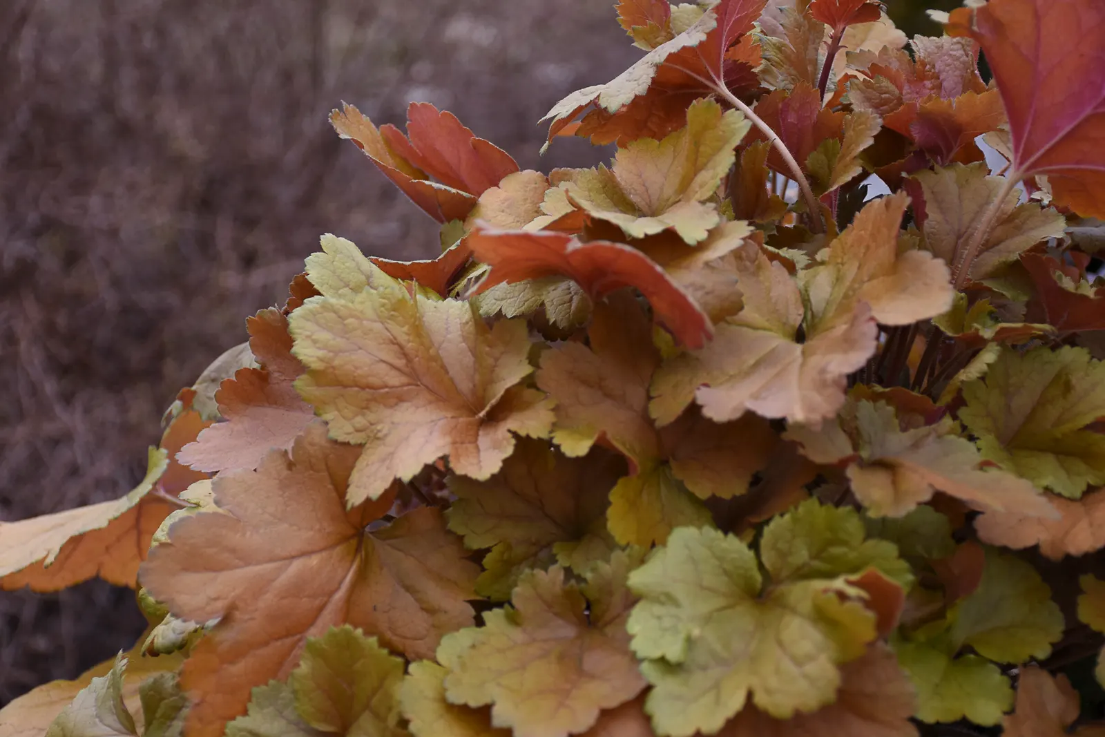 'Toffee Tart' Coral Bells (Heuchera hybrid) — or a small specimen where foliage color matters as much as bloom