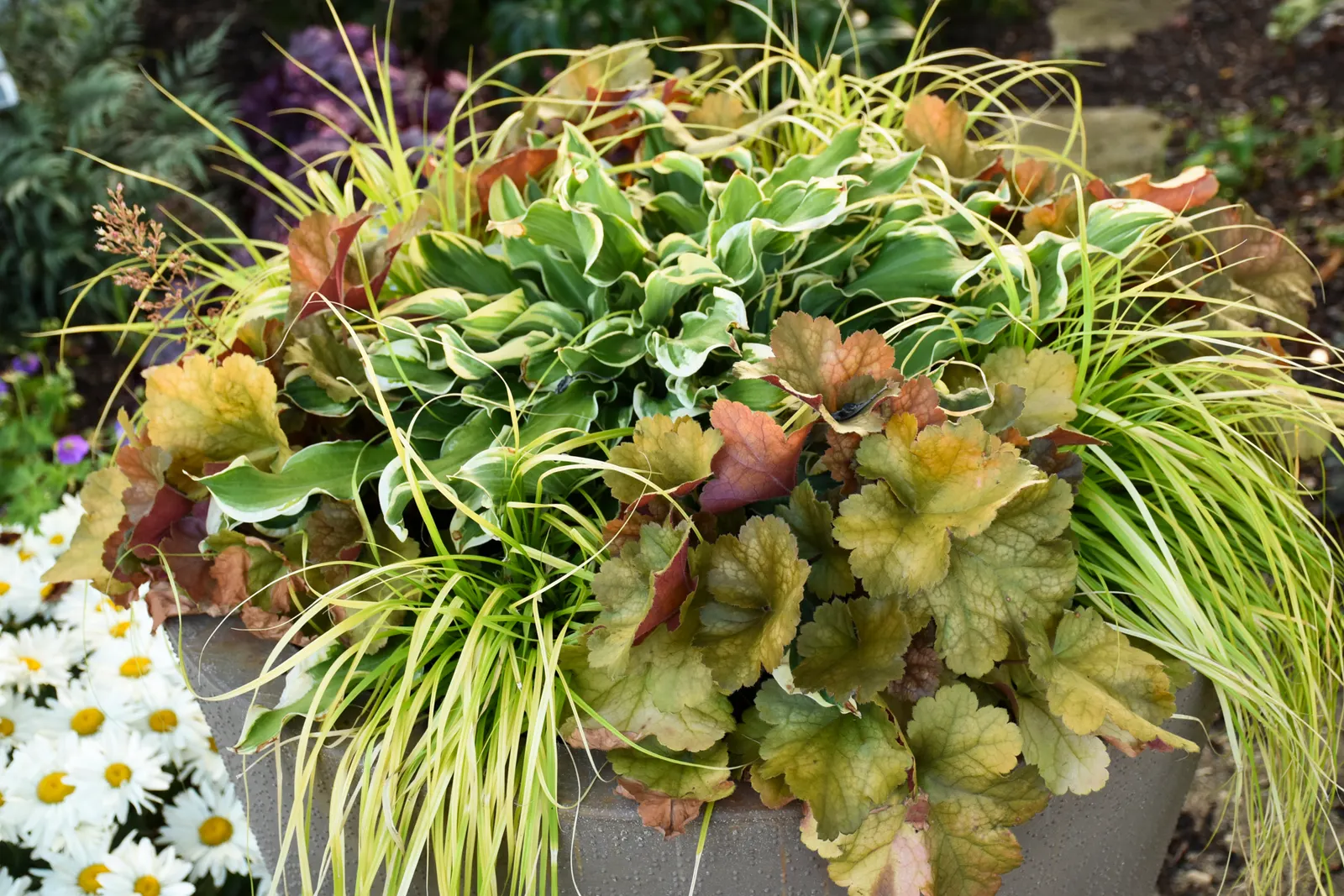 'Toffee Tart' Coral Bells (Heuchera hybrid) — Best in part shade to shade, it prefers humus-rich, well-drained soil and average moisture