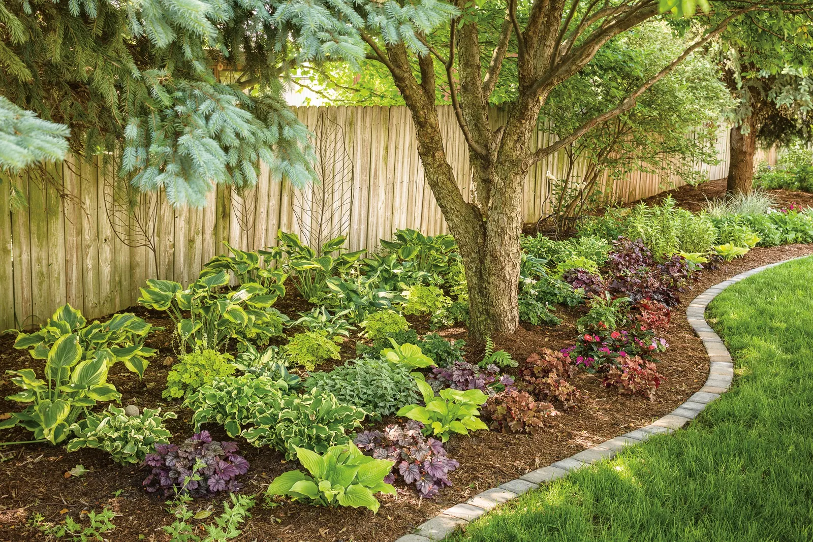 'Wheee!' Hosta (Hosta hybrid) — Its green leaves have cream margins which widen as the plants mature