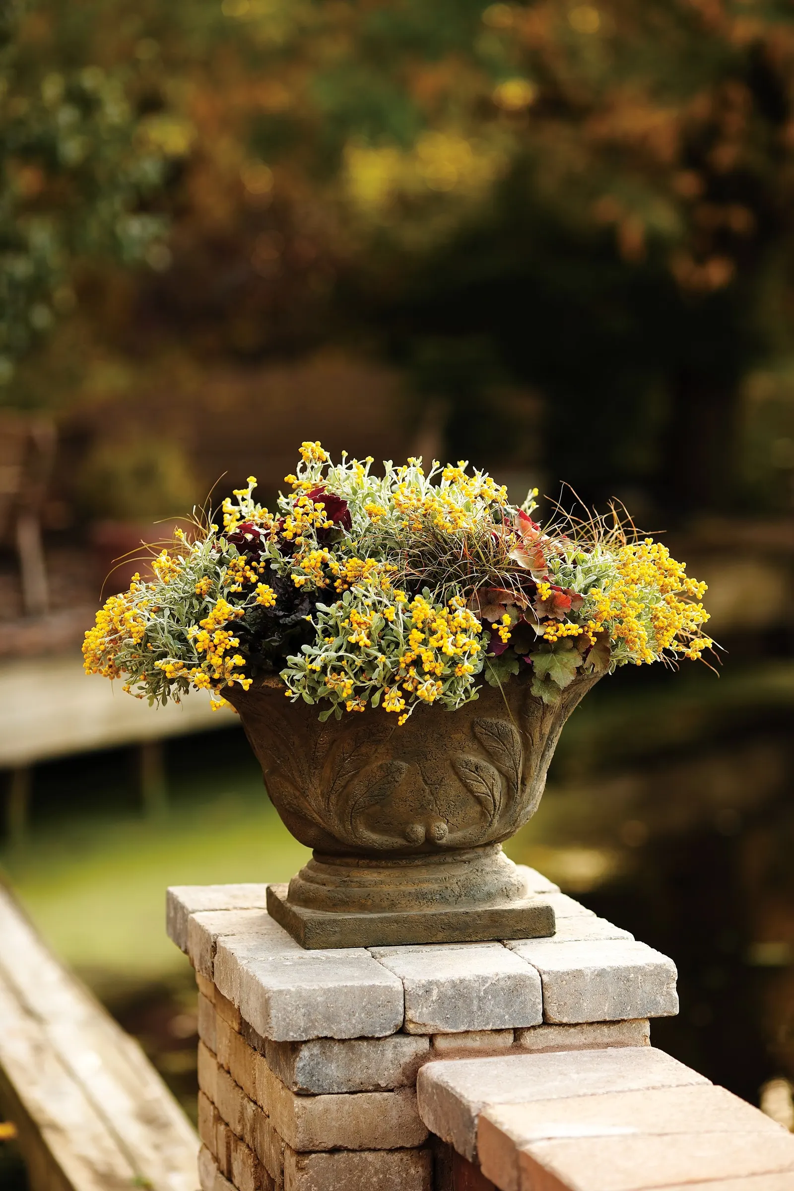'Toffee Tart' Coral Bells (Heuchera hybrid) — commonly referred to as 'Toffee Tart' Coral Bells