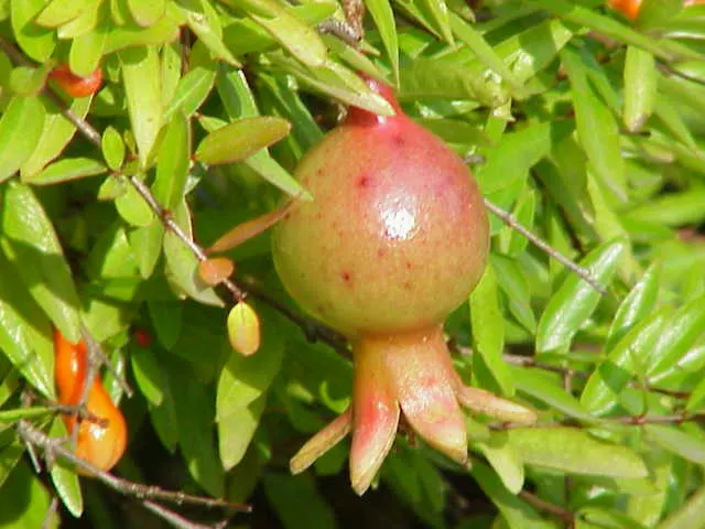 Dwarf Pomegranate (Punica Granatum 'Nana') — making it an ideal selection for garden borders