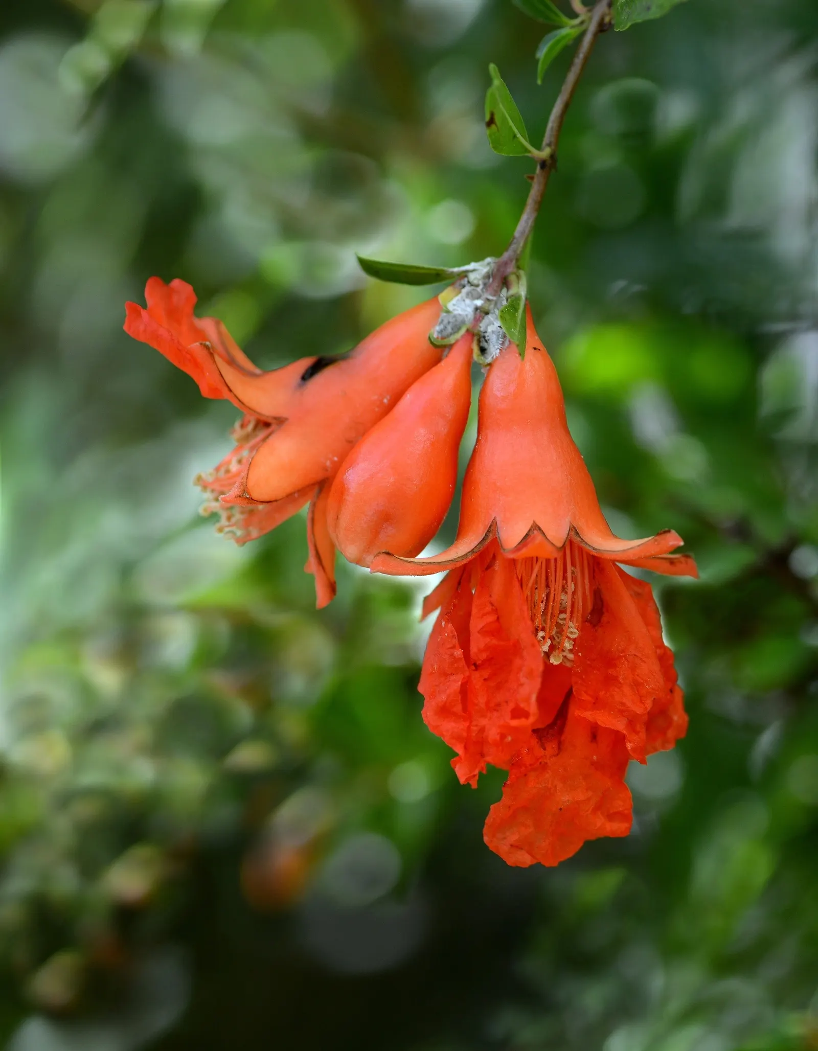 Dwarf Pomegranate (Punica Granatum 'Nana') — The fruit typically measures 2 to 3 inches in diameter