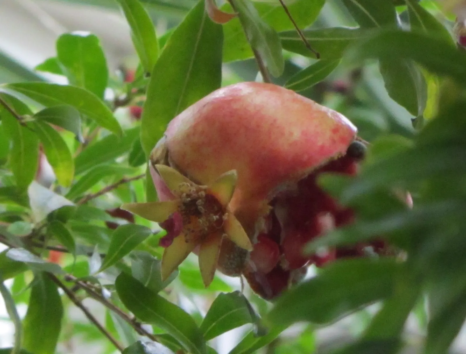 Dwarf Pomegranate (Punica Granatum 'Nana') — These blossoms provide a striking contrast to the glossy