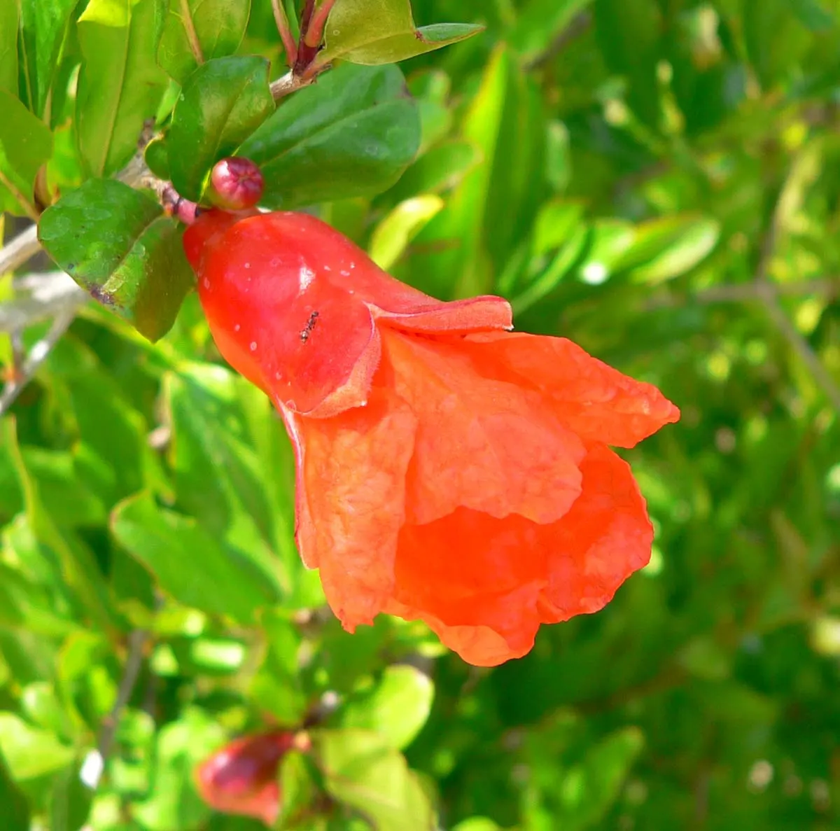 Dwarf Pomegranate (Punica Granatum 'Nana') — presents as a compact and ornamental fruit-bearing plant