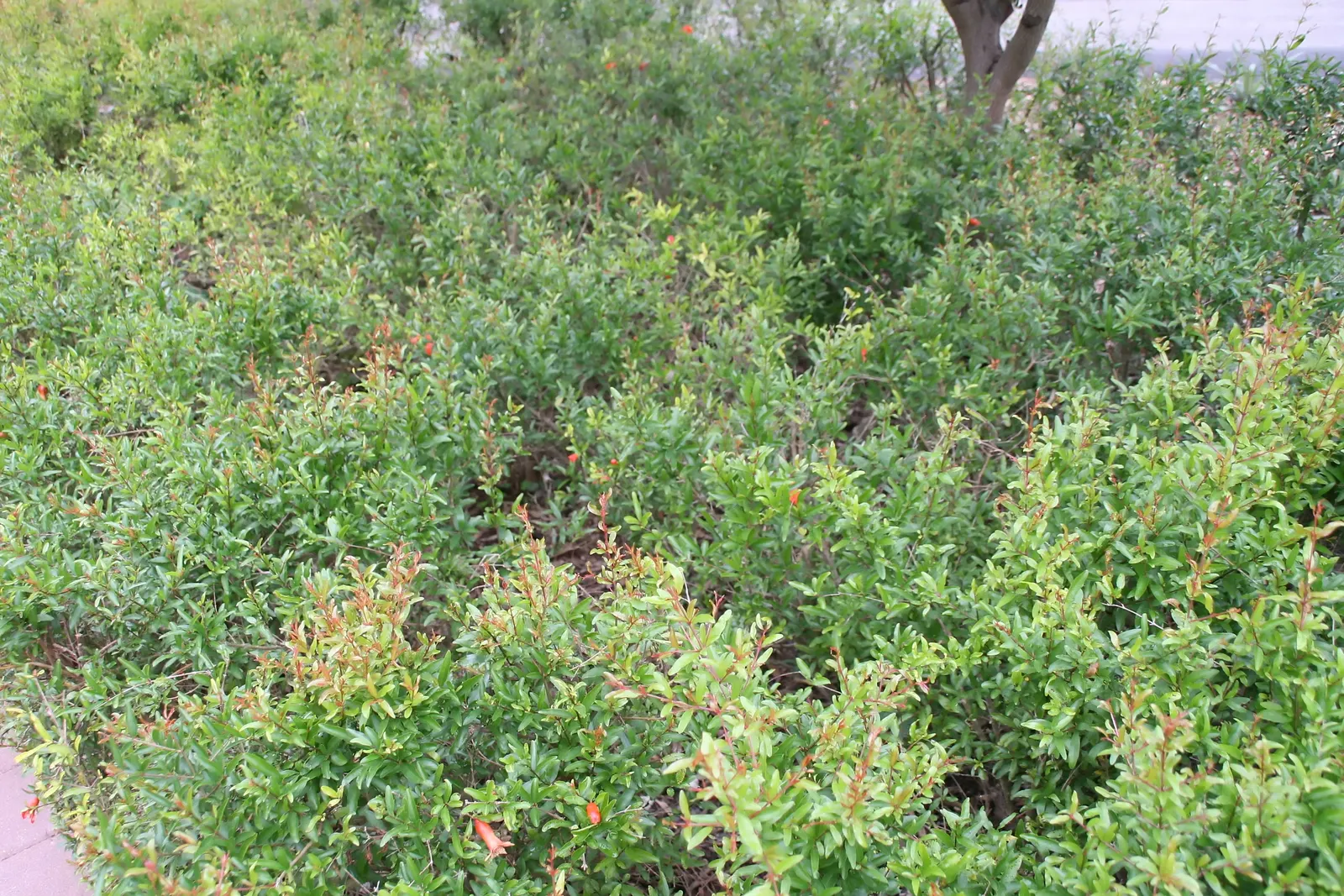 Dwarf Pomegranate (Punica Granatum 'Nana') — When educating your client