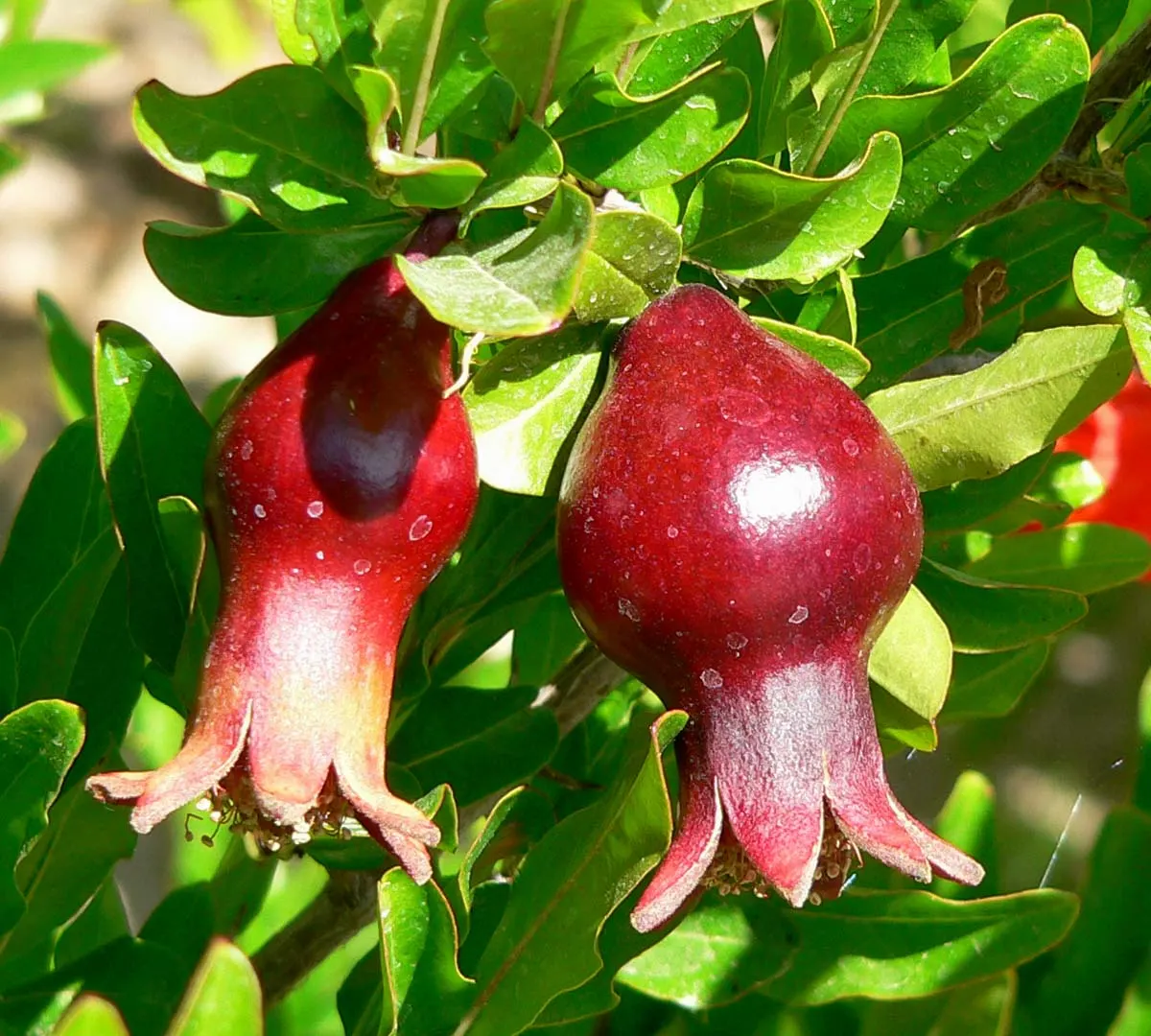 Dwarf Pomegranate (Punica Granatum 'Nana') — hanging on the plant like miniature