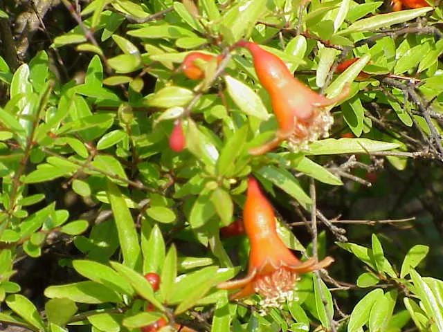 Dwarf Pomegranate (Punica Granatum 'Nana') — The Dwarf Pomegranate (Punica granatum 'Nana') is a compact