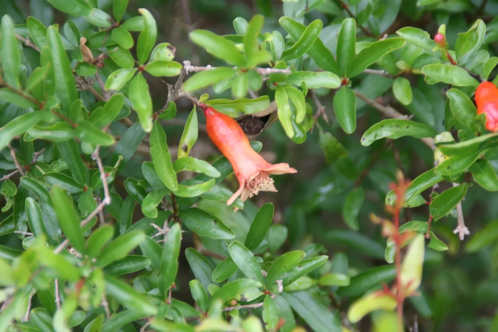 Dwarf Pomegranate (Punica Granatum 'Nana') — shrub for full
