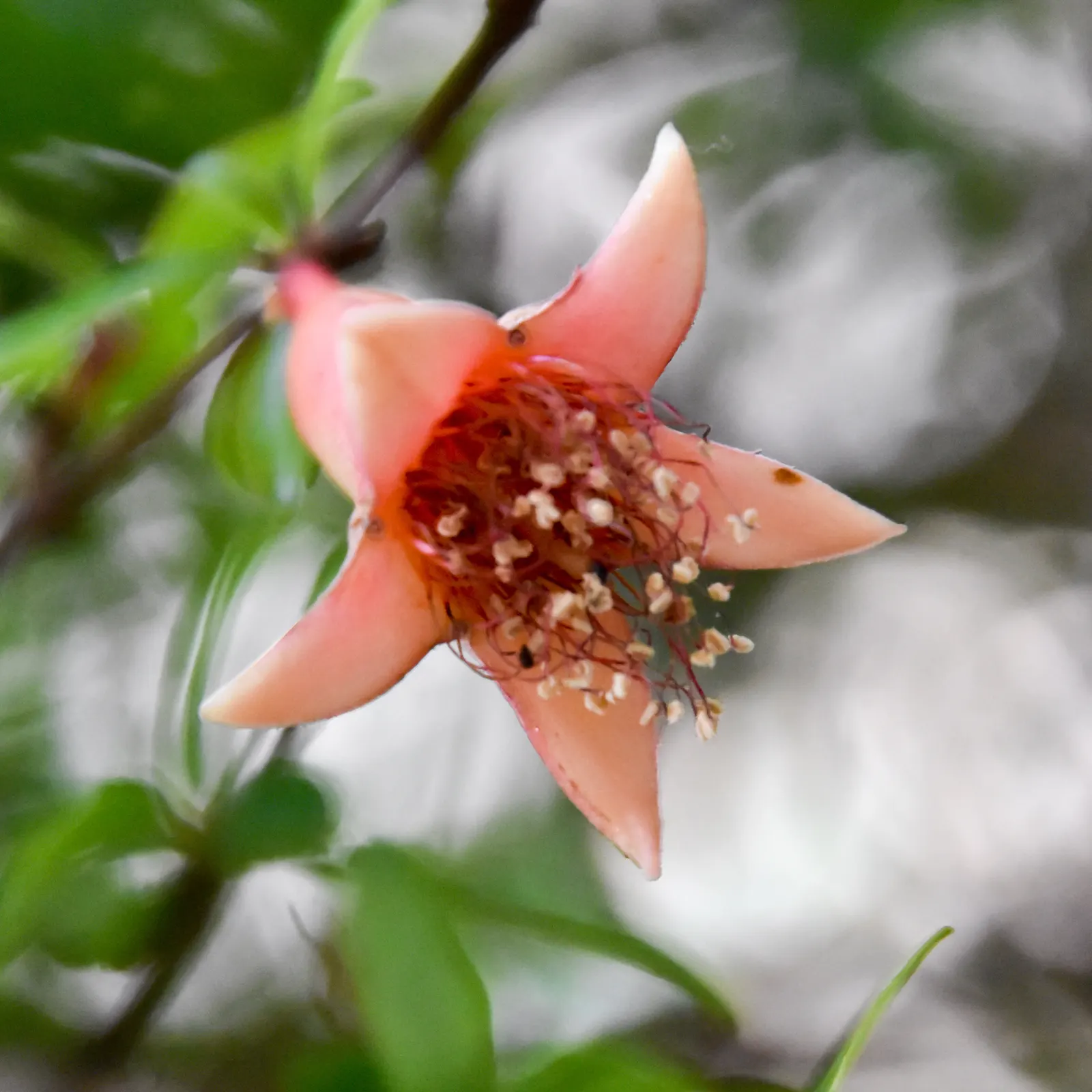 Dwarf Pomegranate (Punica Granatum 'Nana') — Ideal for small gardens or container planting