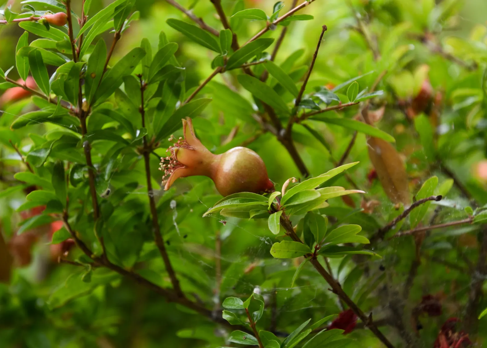 Dwarf Pomegranate (Punica Granatum 'Nana') — It thrives in full sun exposure and well-drained soil, tolerating drought once established