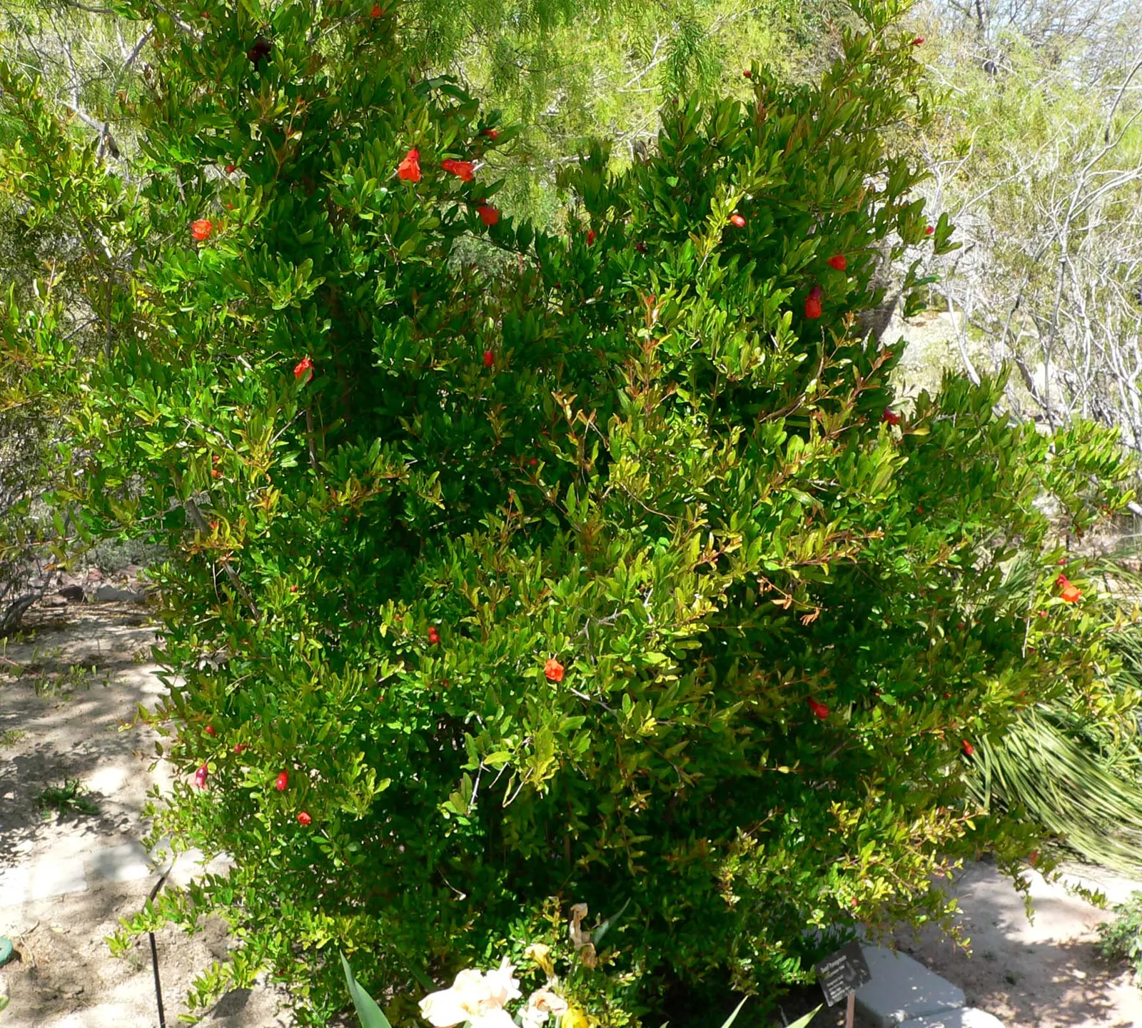 Dwarf Pomegranate (Punica Granatum 'Nana') — dark green leaves that average 1 to 3 inches long