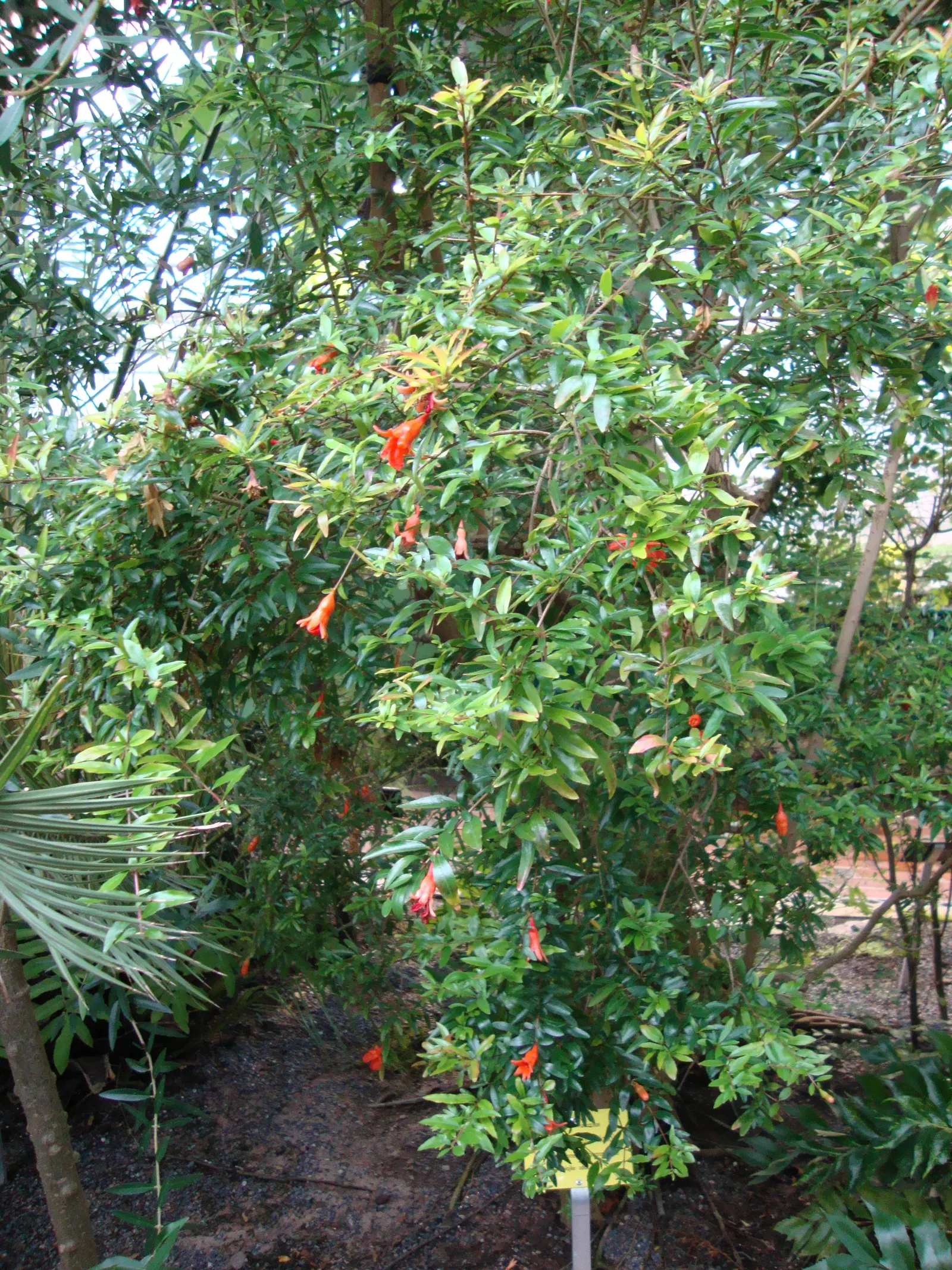 Dwarf Pomegranate (Punica Granatum 'Nana') — adding visual interest throughout the growing season.<br><br>In temperate climates