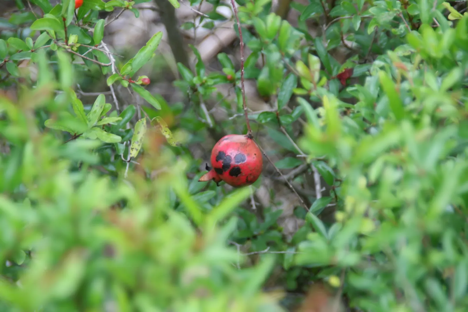 Dwarf Pomegranate (Punica Granatum 'Nana') — shrub with orange and red blooms