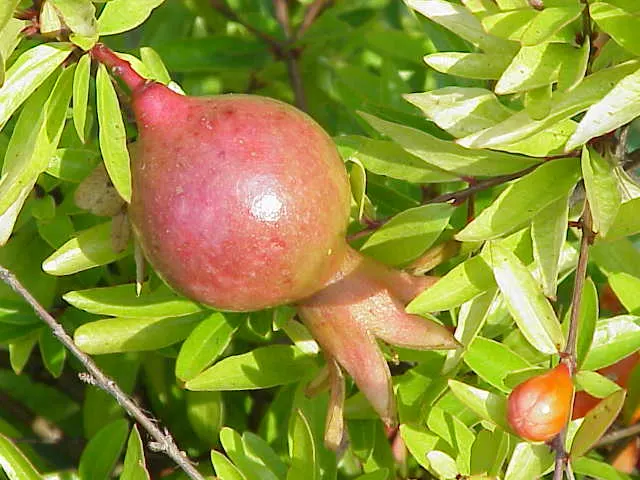 Dwarf Pomegranate (Punica Granatum 'Nana') — offering exceptional versatility for your landscape design