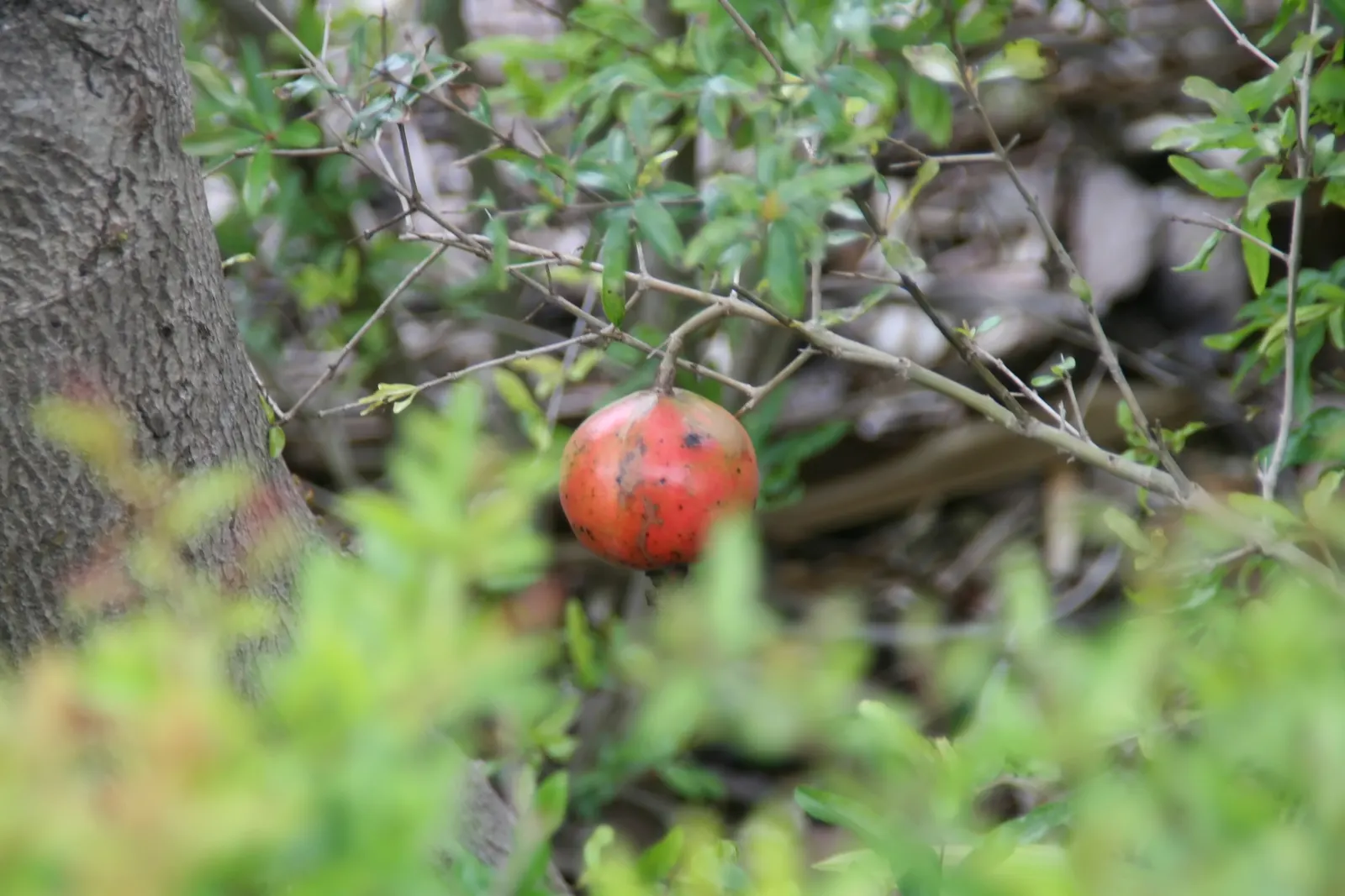 Dwarf Pomegranate (Punica Granatum 'Nana') — emphasize its low maintenance
