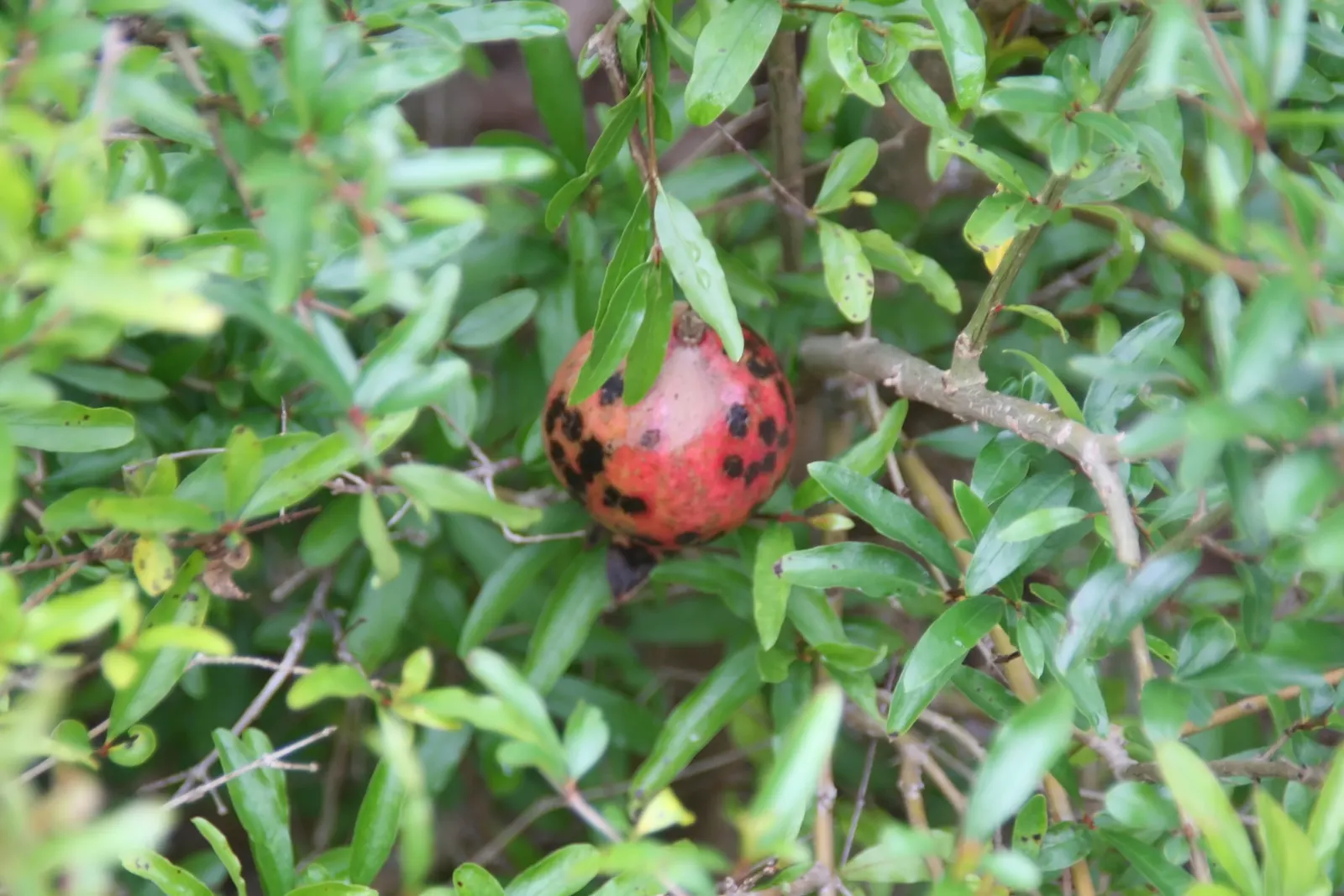 Dwarf Pomegranate (Punica Granatum 'Nana') — deciduous shrub reaching up to 3 feet tall and wide