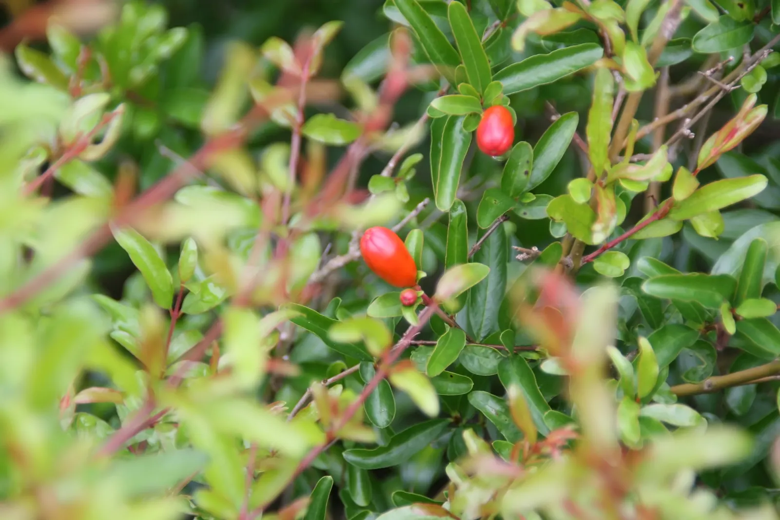Dwarf Pomegranate (Punica Granatum 'Nana') — making it not only an aesthetic addition but a sensible one for their garden