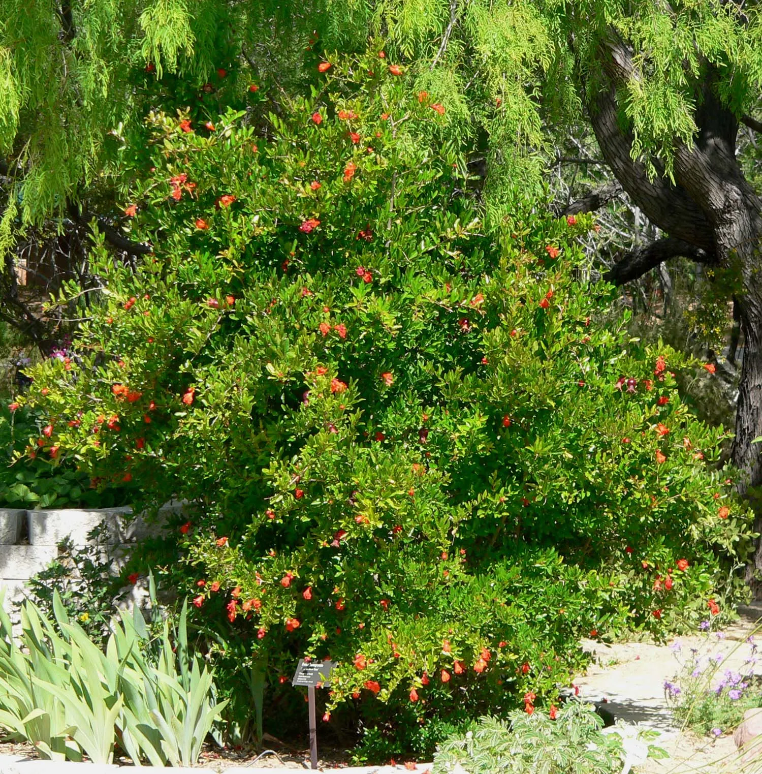Dwarf Pomegranate (Punica Granatum 'Nana') — This deciduous to semi-evergreen shrub reaches a manageable size of 2 to 4 feet in height and width