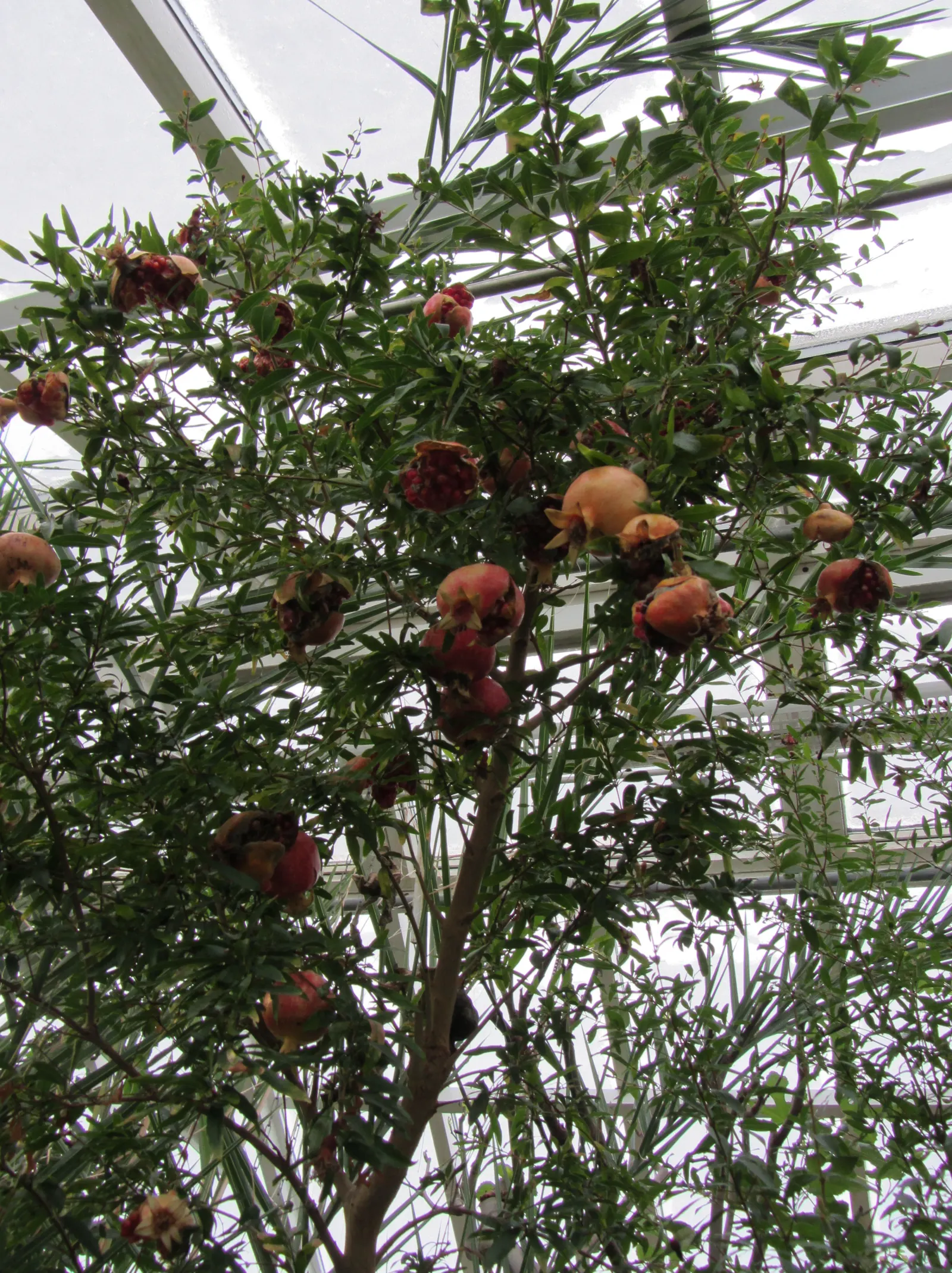 Dwarf Pomegranate (Punica Granatum 'Nana') — or as an accent in mixed beds.<br><br>Distinctive for its showy