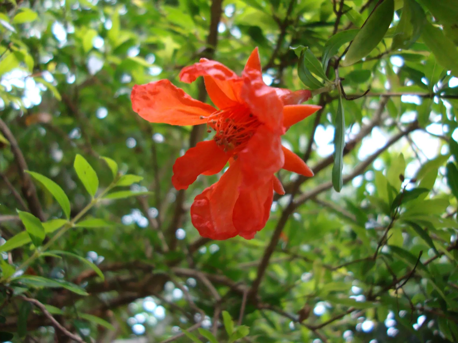 Dwarf Pomegranate (Punica Granatum 'Nana') — the Dwarf Pomegranate blooms profusely with vibrant orange-red petals from late spring through fall