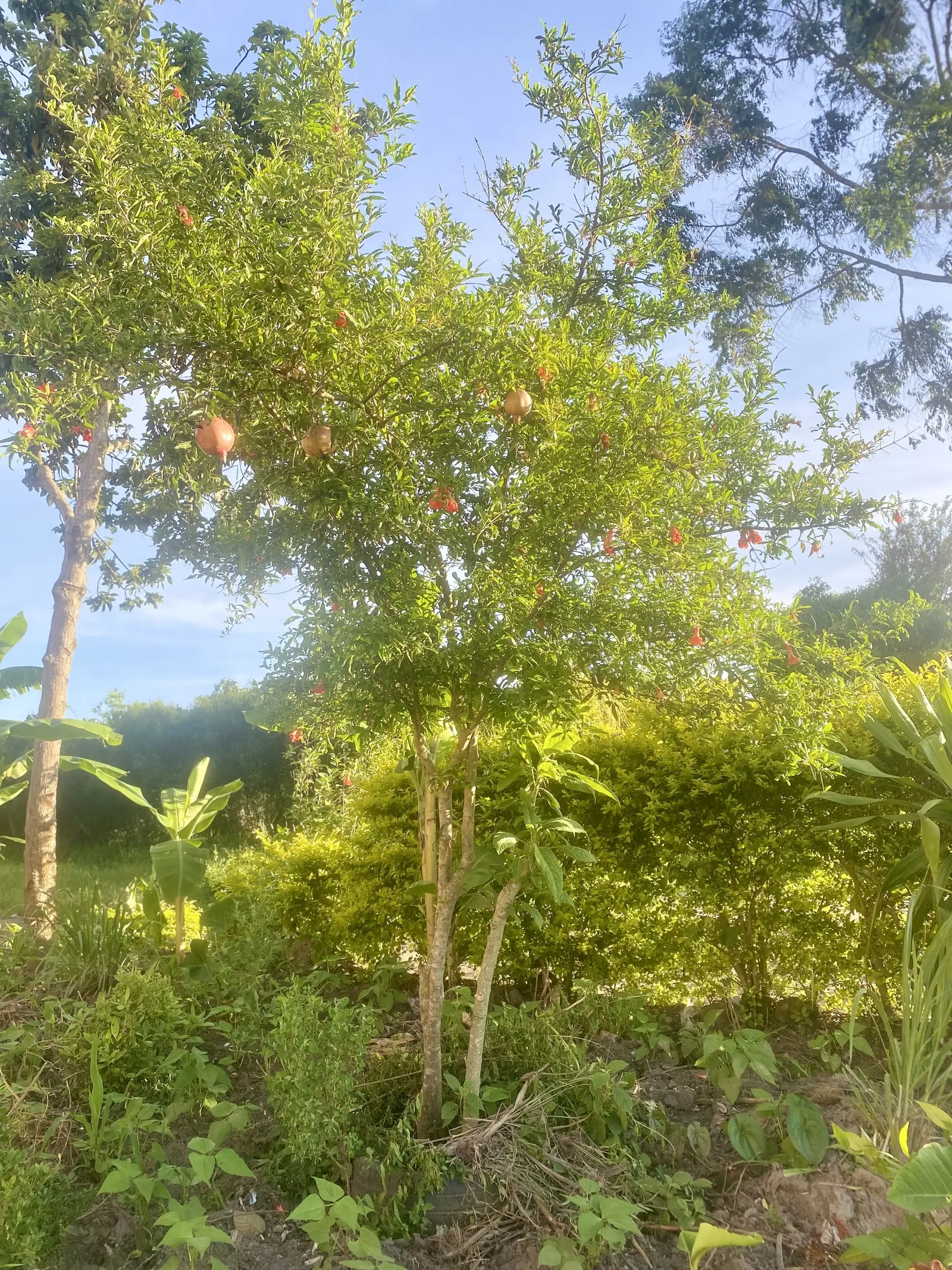 Dwarf Pomegranate (Punica Granatum 'Nana') — this dwarf variety yields miniature fruit