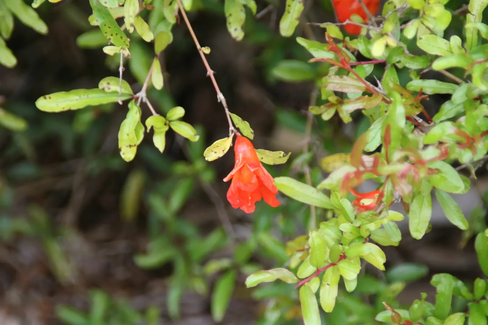 Dwarf Pomegranate (Punica Granatum 'Nana') — Its small stature also lends well to bonsai applications for those seeking a creative gardening challenge