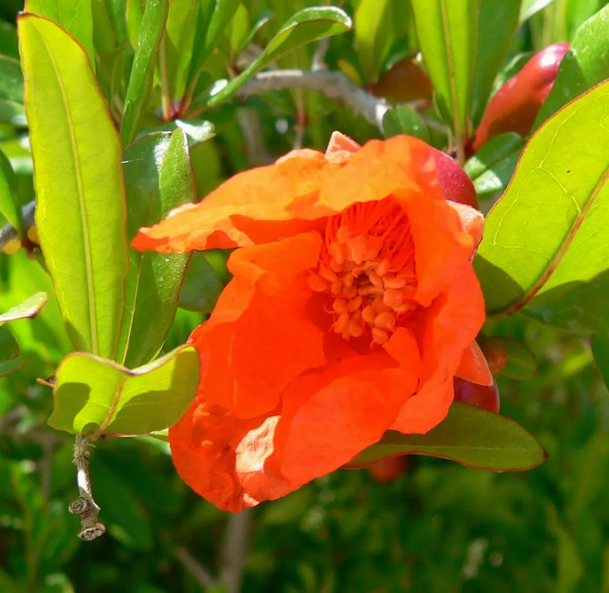 Dwarf Pomegranate (Punica Granatum 'Nana') — it adds a Mediterranean touch with year-round interest and is hardy to USDA Zone 7