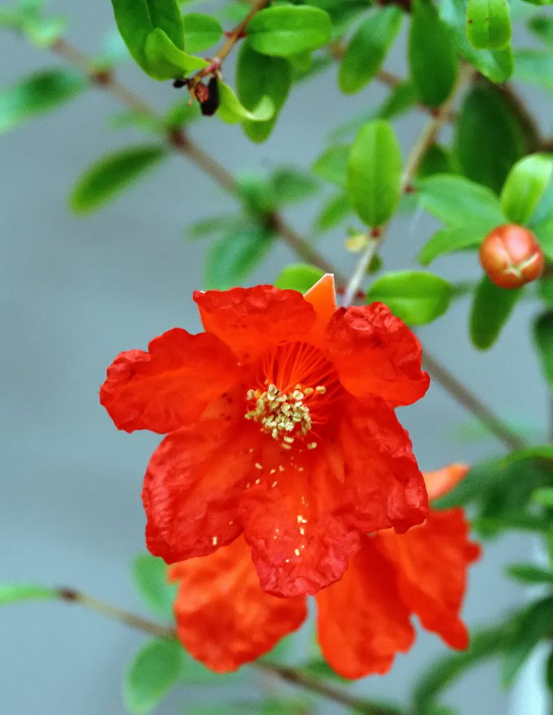 Dwarf Pomegranate (Punica Granatum 'Nana') — contributing to the shrub's ornamental value.<br><br>Hardy in USDA zones 7 to 11