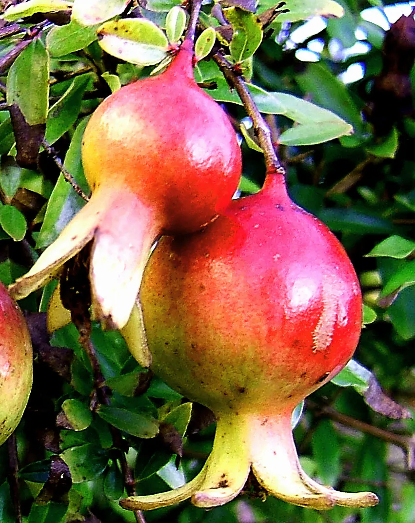 Dwarf Pomegranate (Punica Granatum 'Nana') — It's drought-tolerant once established, making it a good candidate for xeriscapes or arid environments
