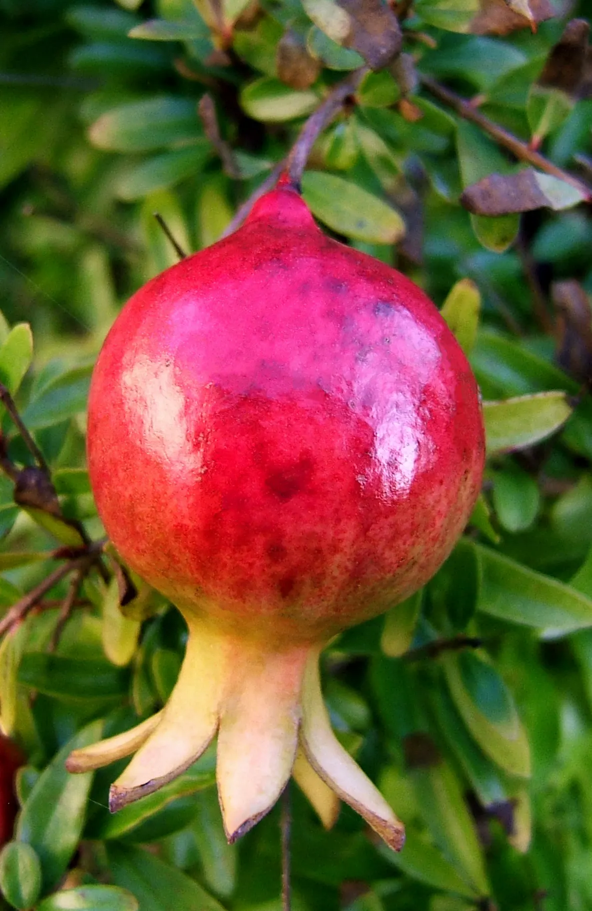 Dwarf Pomegranate (Punica Granatum 'Nana') — the Dwarf Pomegranate requires well-drained soil and thrives in full sun to part shade