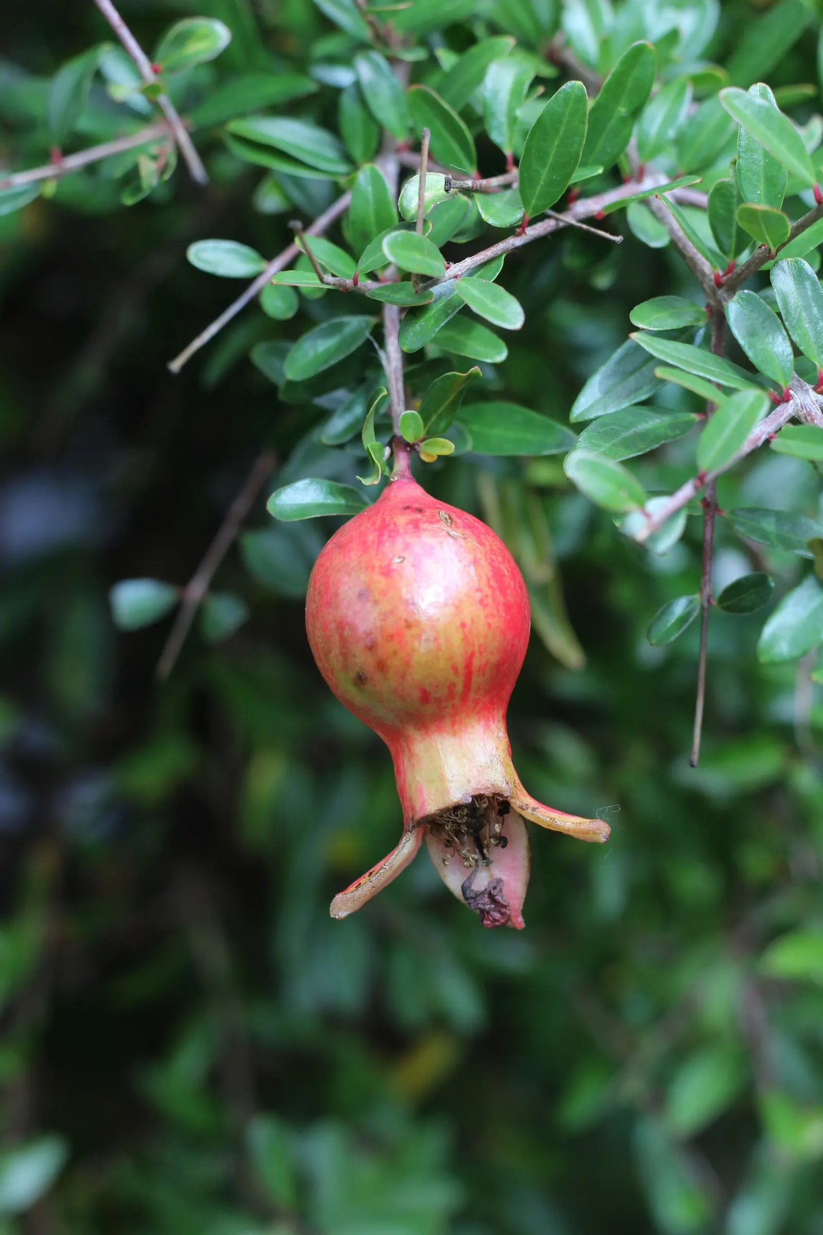 Dwarf Pomegranate (Punica Granatum 'Nana') — light pruning can encourage bushier growth and enhance flowering.<br><br>In landscape designs