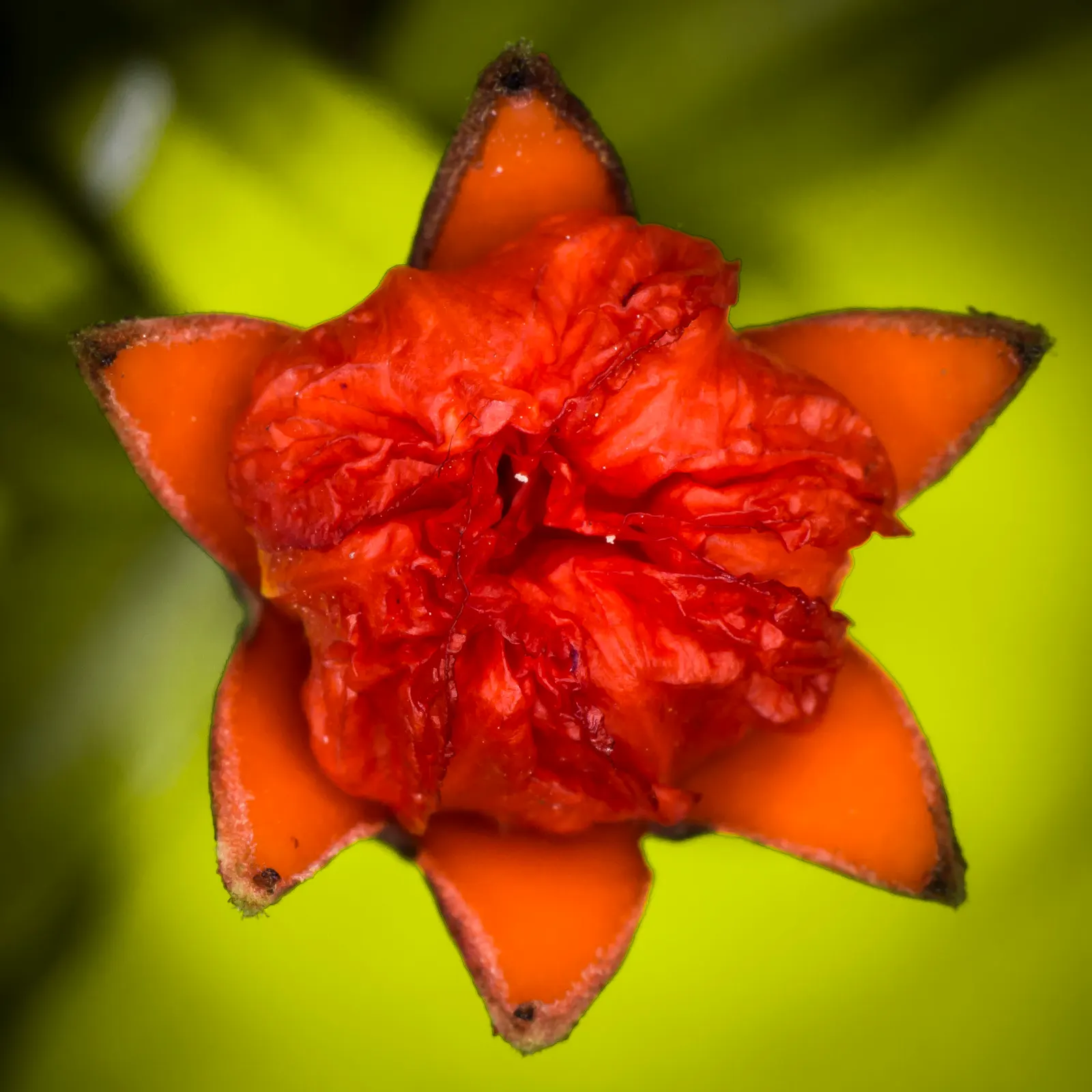 Dwarf Pomegranate (Punica Granatum 'Nana') — the Punica granatum 'Nana' can be used as a standalone specimen or grouped for a more dramatic effect