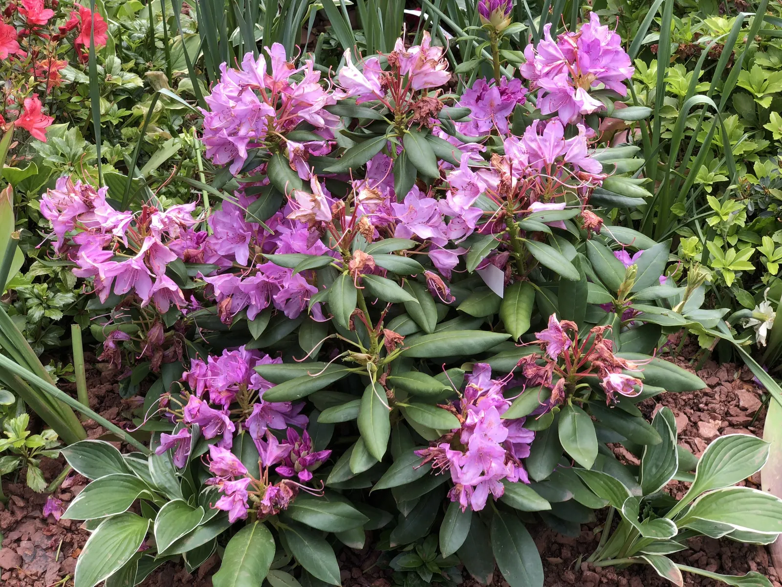 English Roseum Rhododendron (Rhododendron X 'English Roseum') — USDA Hardiness Zones 5-8 ensure broad adaptability for various temperate landscapes