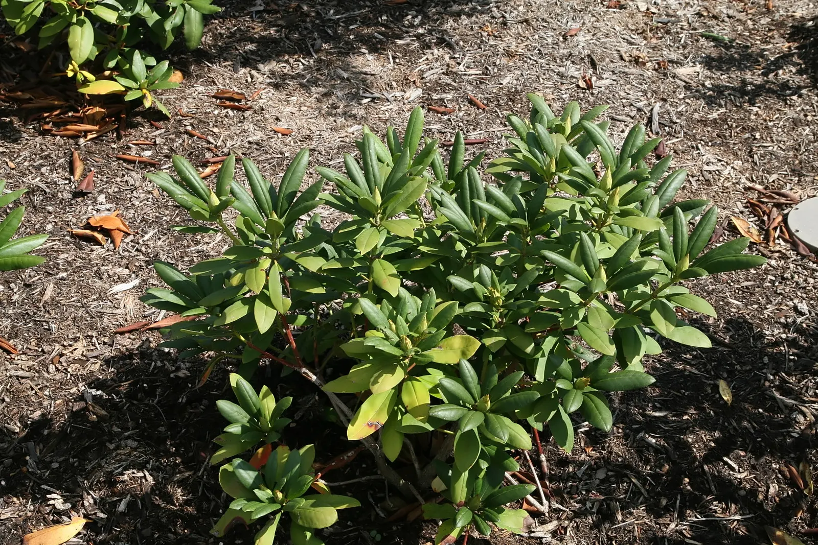 English Roseum Rhododendron (Rhododendron X 'English Roseum') — The English Roseum Rhododendron (Rhododendron x 'English Roseum') is a robust; prefers acidic