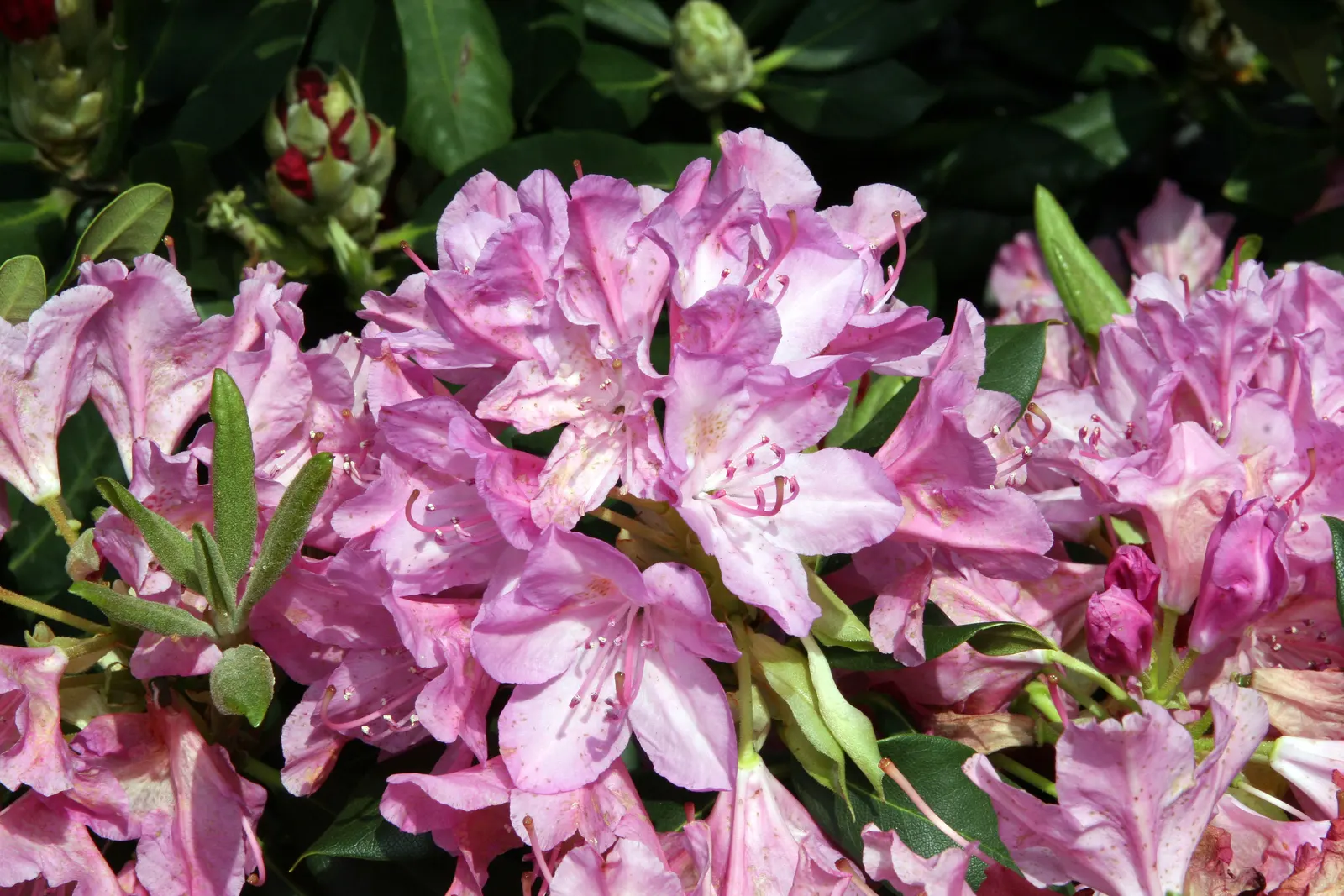 English Roseum Rhododendron (Rhododendron X 'English Roseum') — thriving in the partial shade of USDA Hardiness Zones 5 through 8