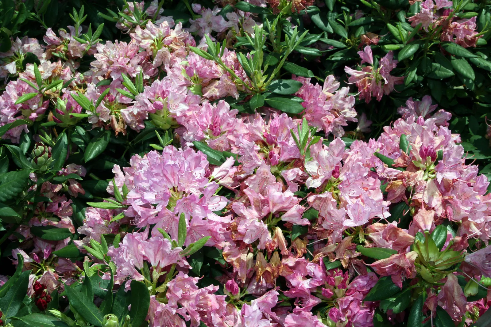 English Roseum Rhododendron (Rhododendron X 'English Roseum') — Blooms in late spring, providing a vibrant display suitable for mixed borders; uSDA Hardiness