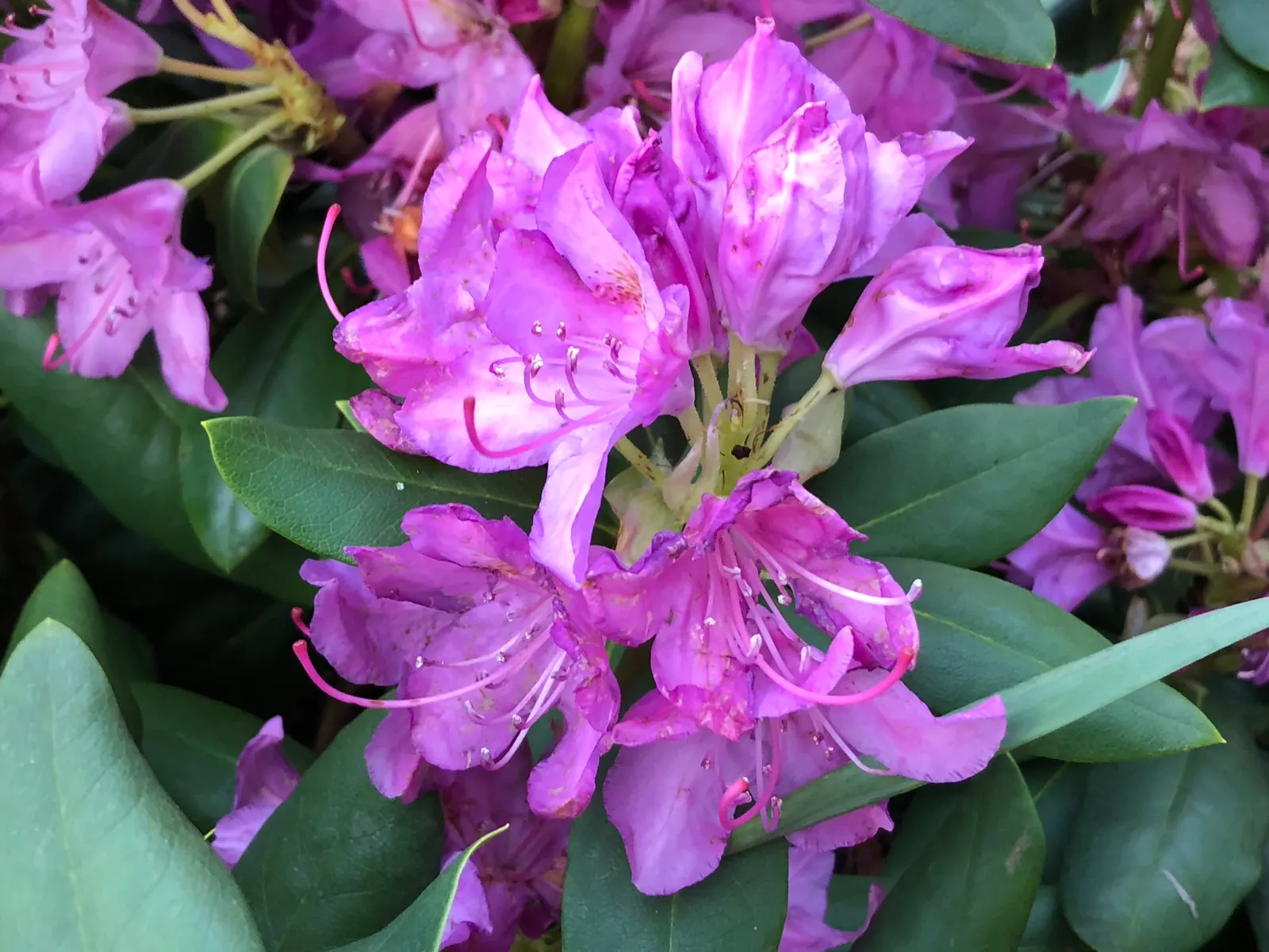 English Roseum Rhododendron (Rhododendron X 'English Roseum') — USDA Hardiness Zones 5-8 ensure broad adaptability for various temperate landscapes; the