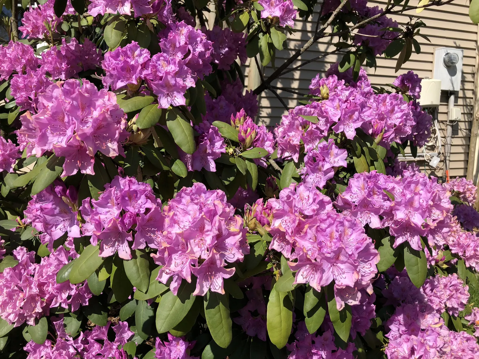 English Roseum Rhododendron (Rhododendron X 'English Roseum') — account for ample space for this majestic plant to reach its full potential.<br><br>In spring