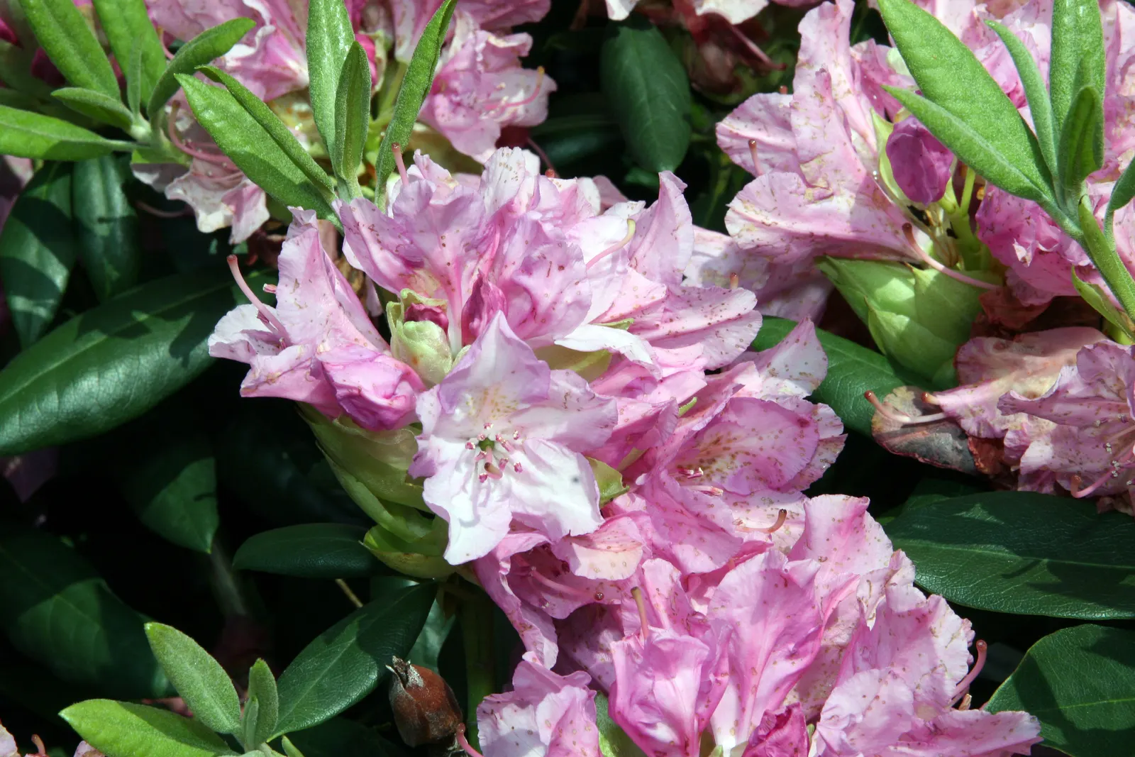 English Roseum Rhododendron (Rhododendron X 'English Roseum') — Prefers acidic, well-drained soil
