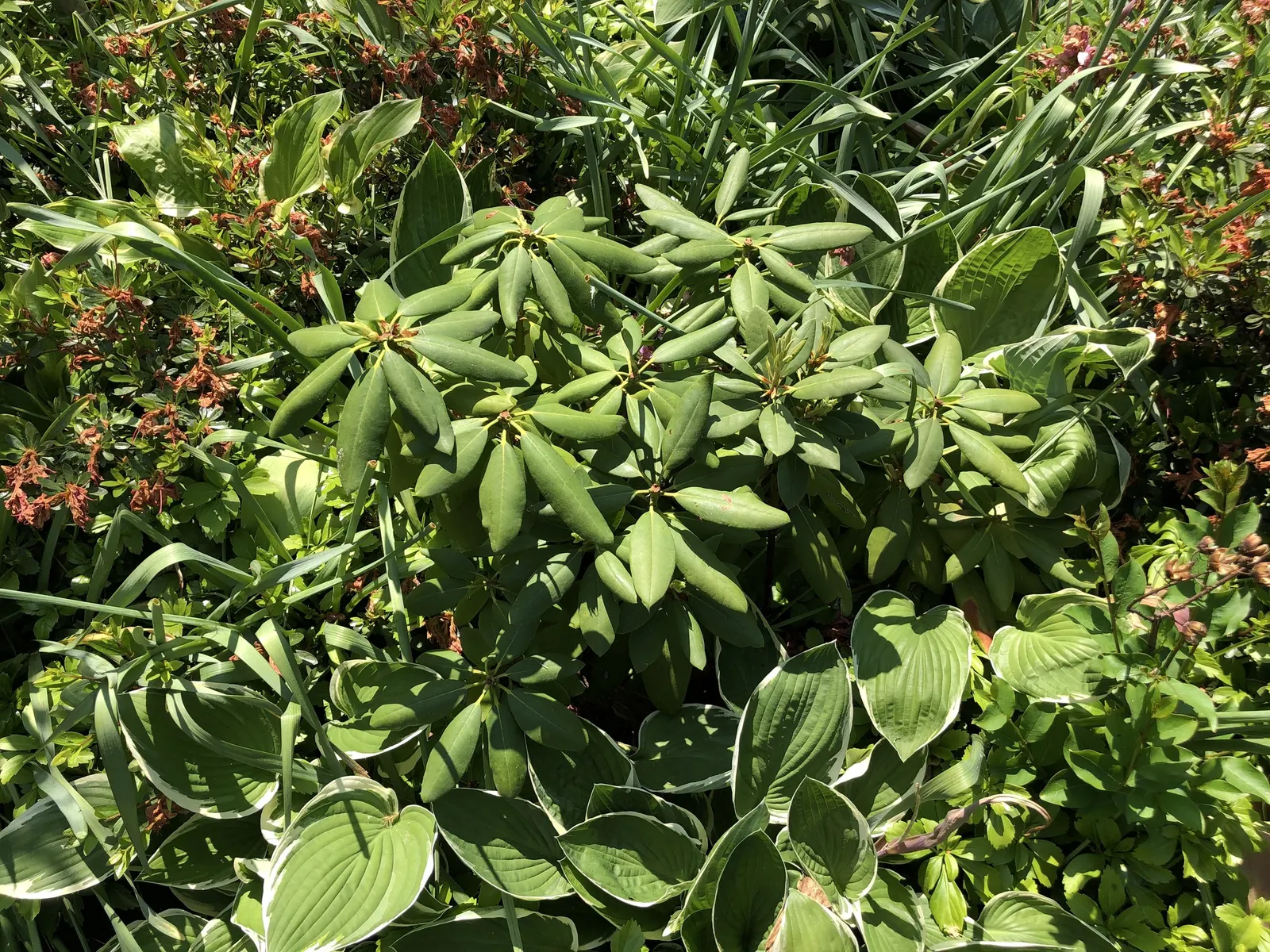English Roseum Rhododendron (Rhododendron X 'English Roseum') — The English Roseum Rhododendron (Rhododendron x 'English Roseum') is a robust