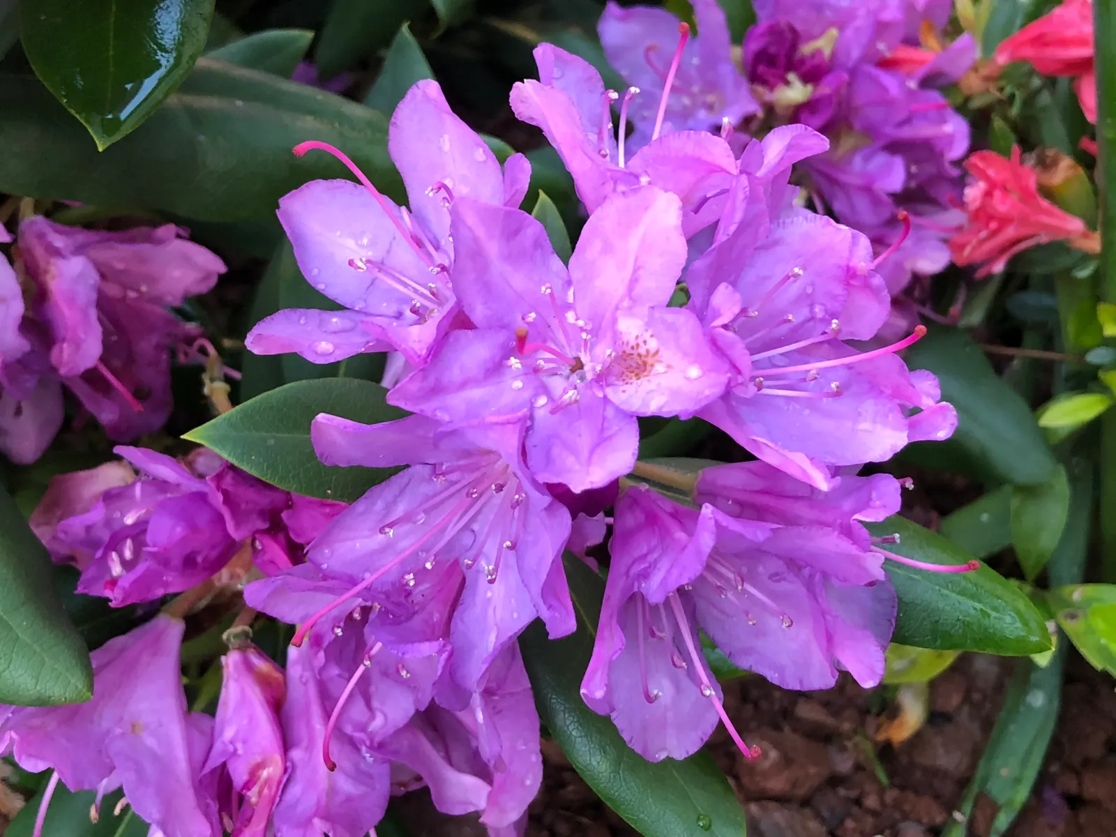 English Roseum Rhododendron (Rhododendron X 'English Roseum') — It reaches heights of 6-8 feet with a similar spread and thrives in partial shade; which can