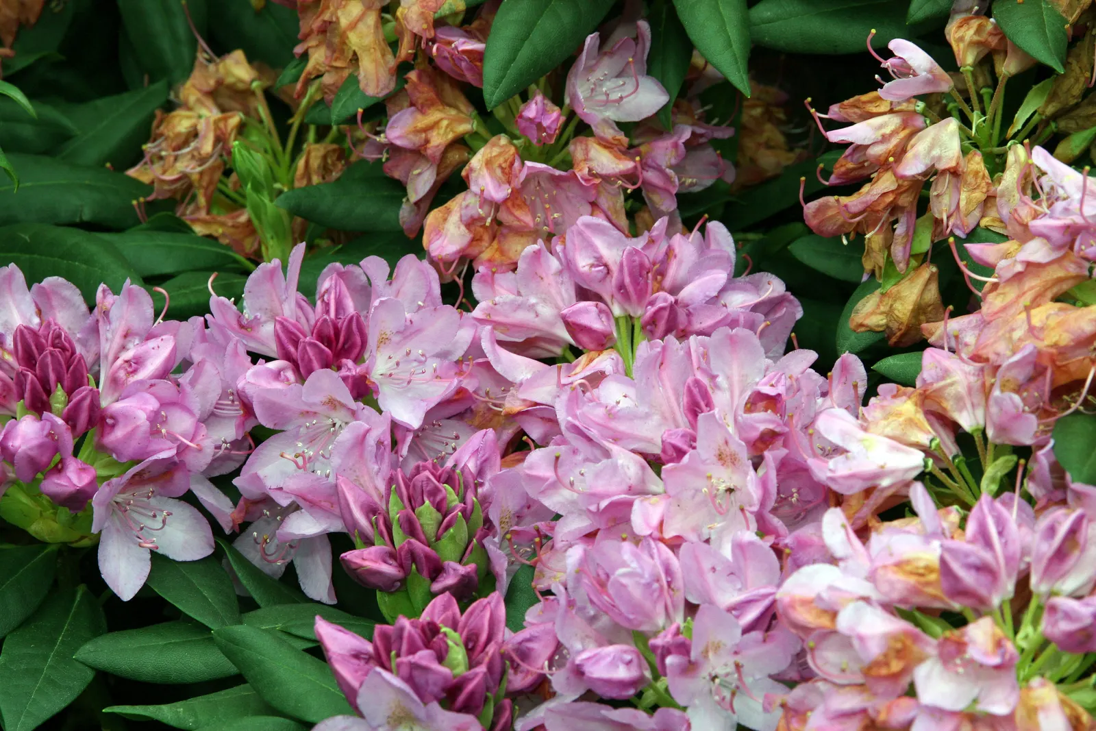 English Roseum Rhododendron (Rhododendron X 'English Roseum') — which can grow up to 4 to 6 inches long and are resistant to mildew and disease.<br><br>For