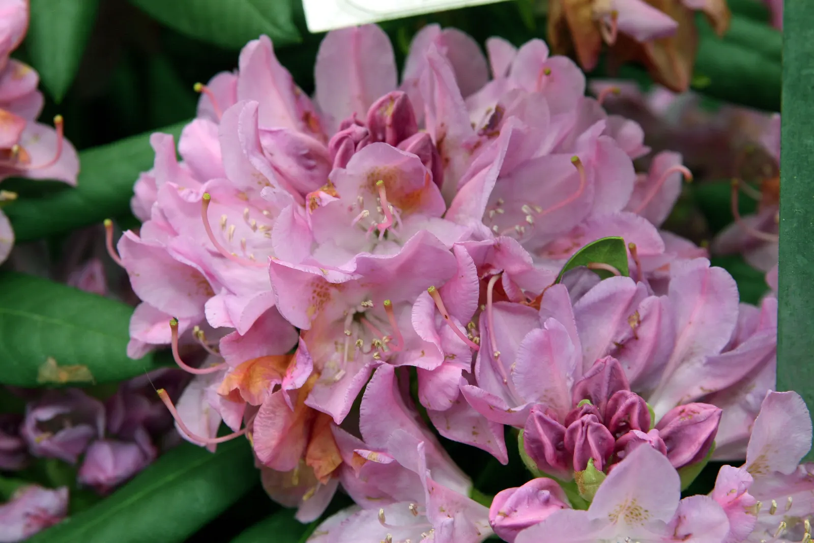 English Roseum Rhododendron (Rhododendron X 'English Roseum') — producing abundant trusses of light lavender-pink flowers